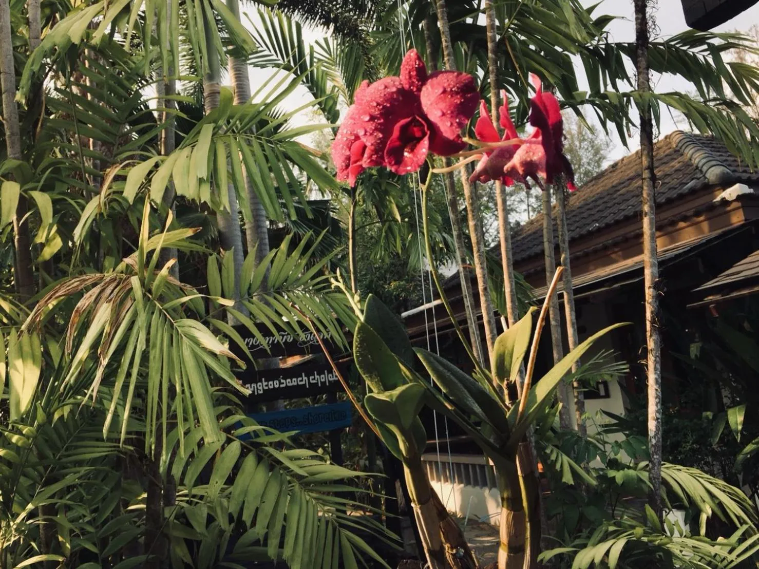 Garden in Bangtao Beach Chalet Resort