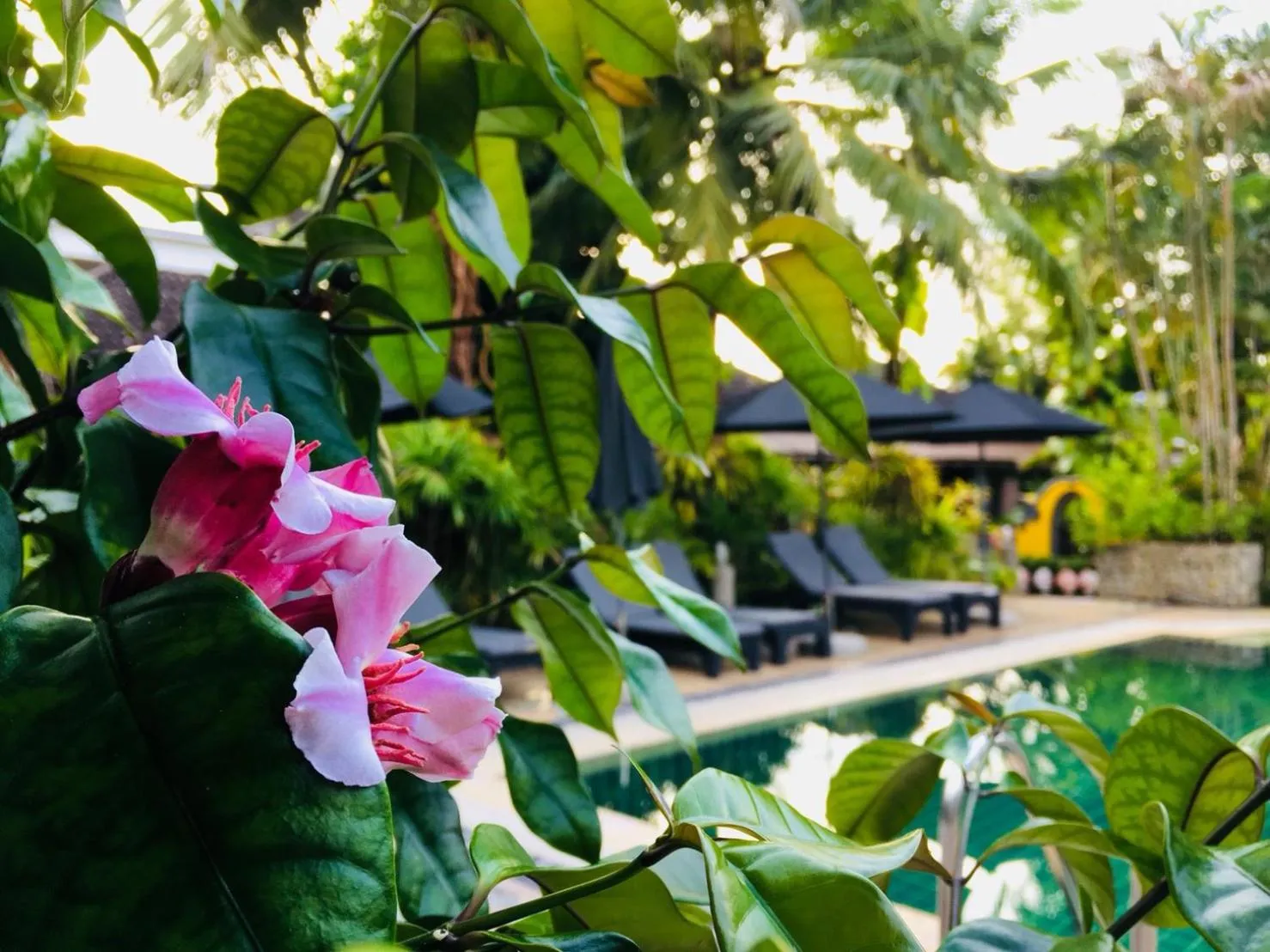 Garden in Bangtao Beach Chalet Resort