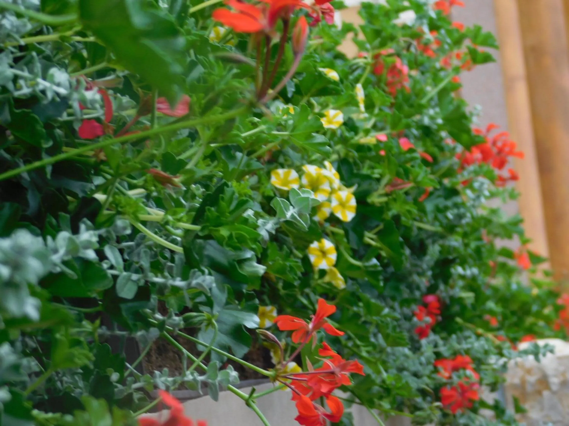 Balcony/Terrace in Guesthouse Sara