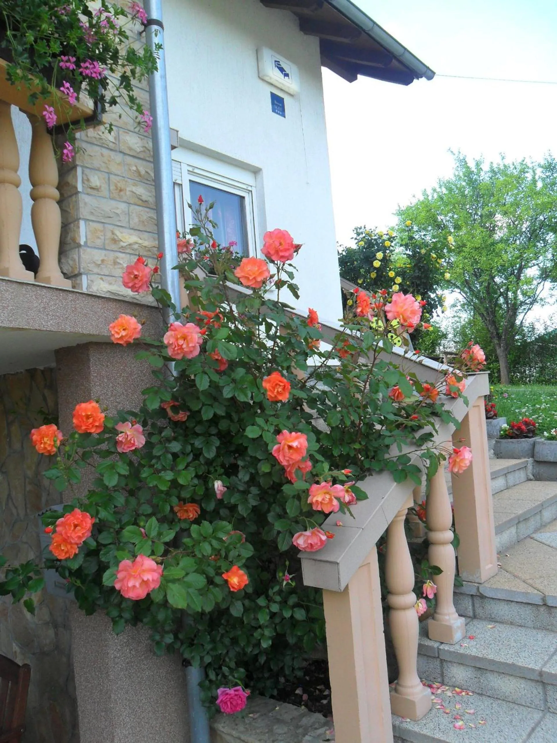 Balcony/Terrace in Guesthouse Sara