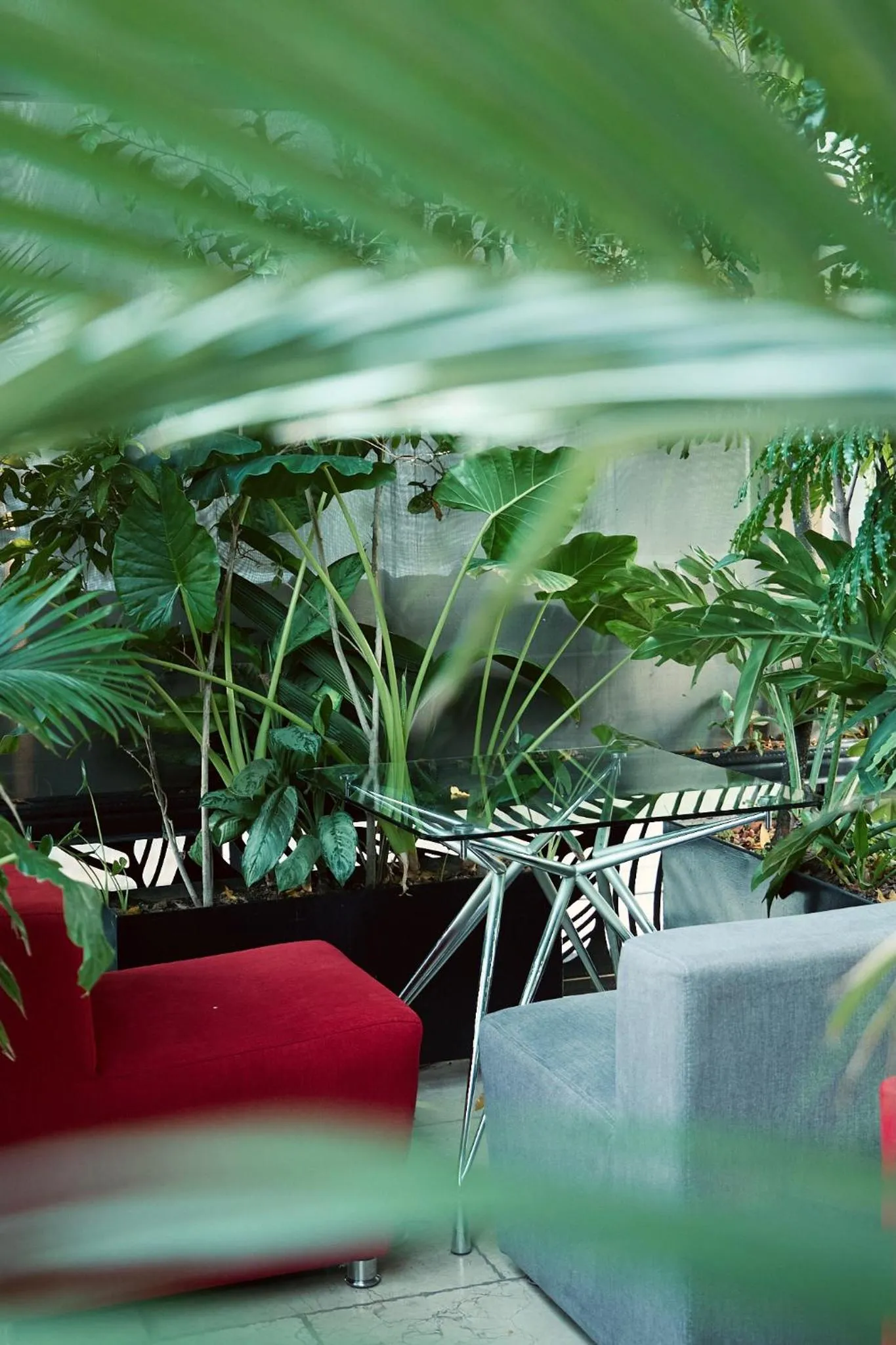 Garden in Now Hotel Cali