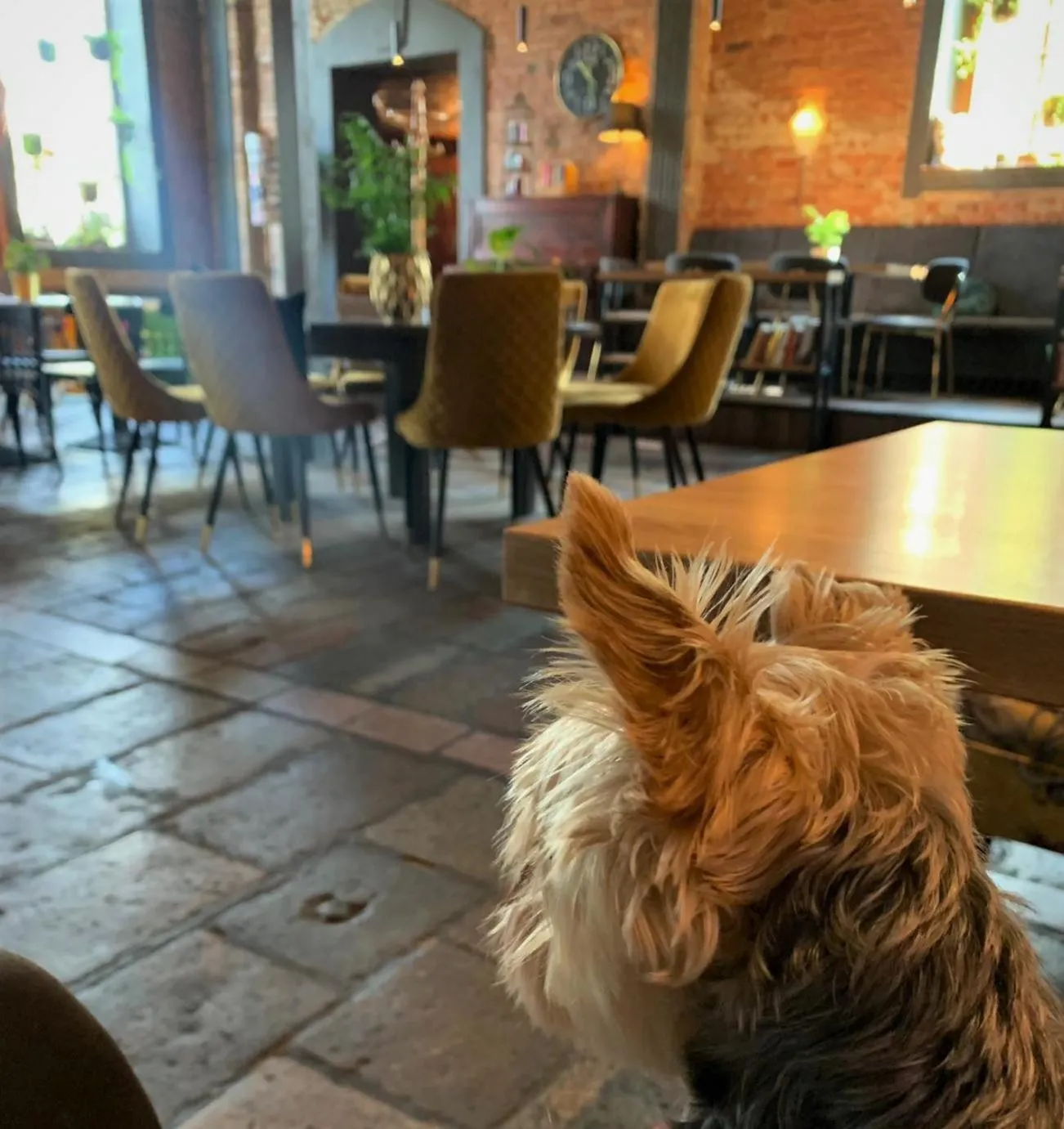 Restaurant/places to eat in Pensjonat Retro