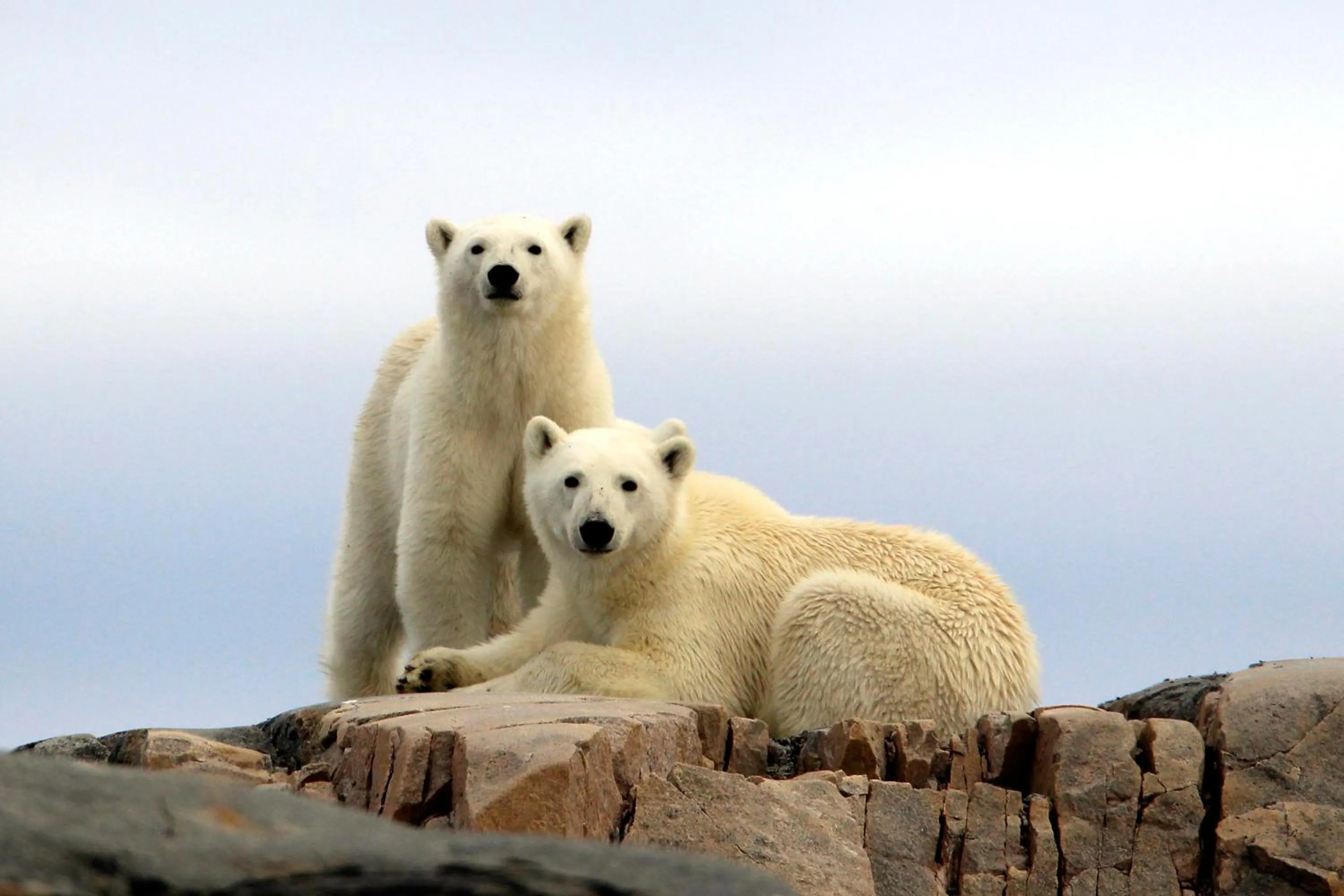 Animals in Radisson Blu Polar Hotel, Spitsbergen