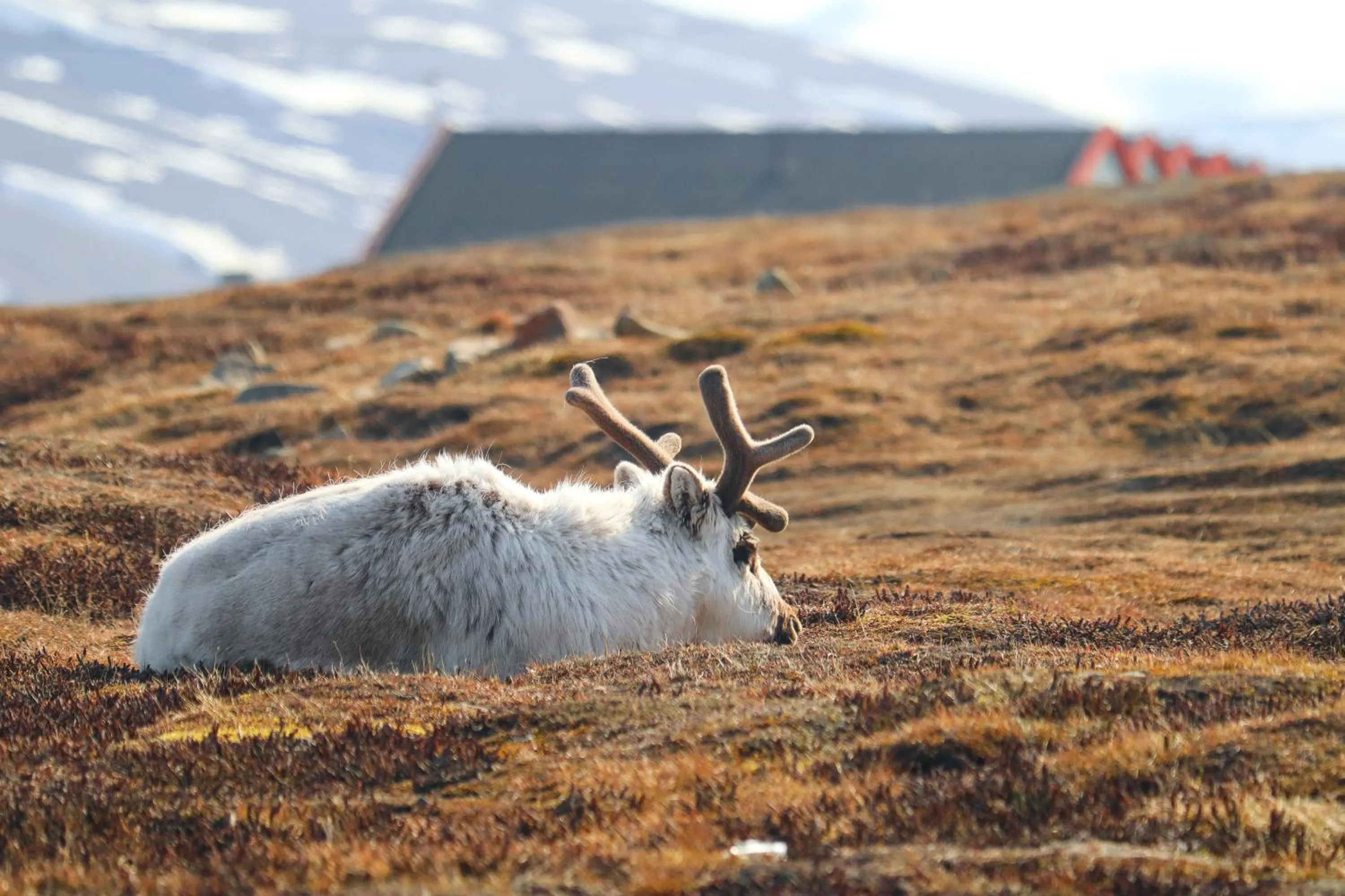 Spring in Radisson Blu Polar Hotel, Spitsbergen