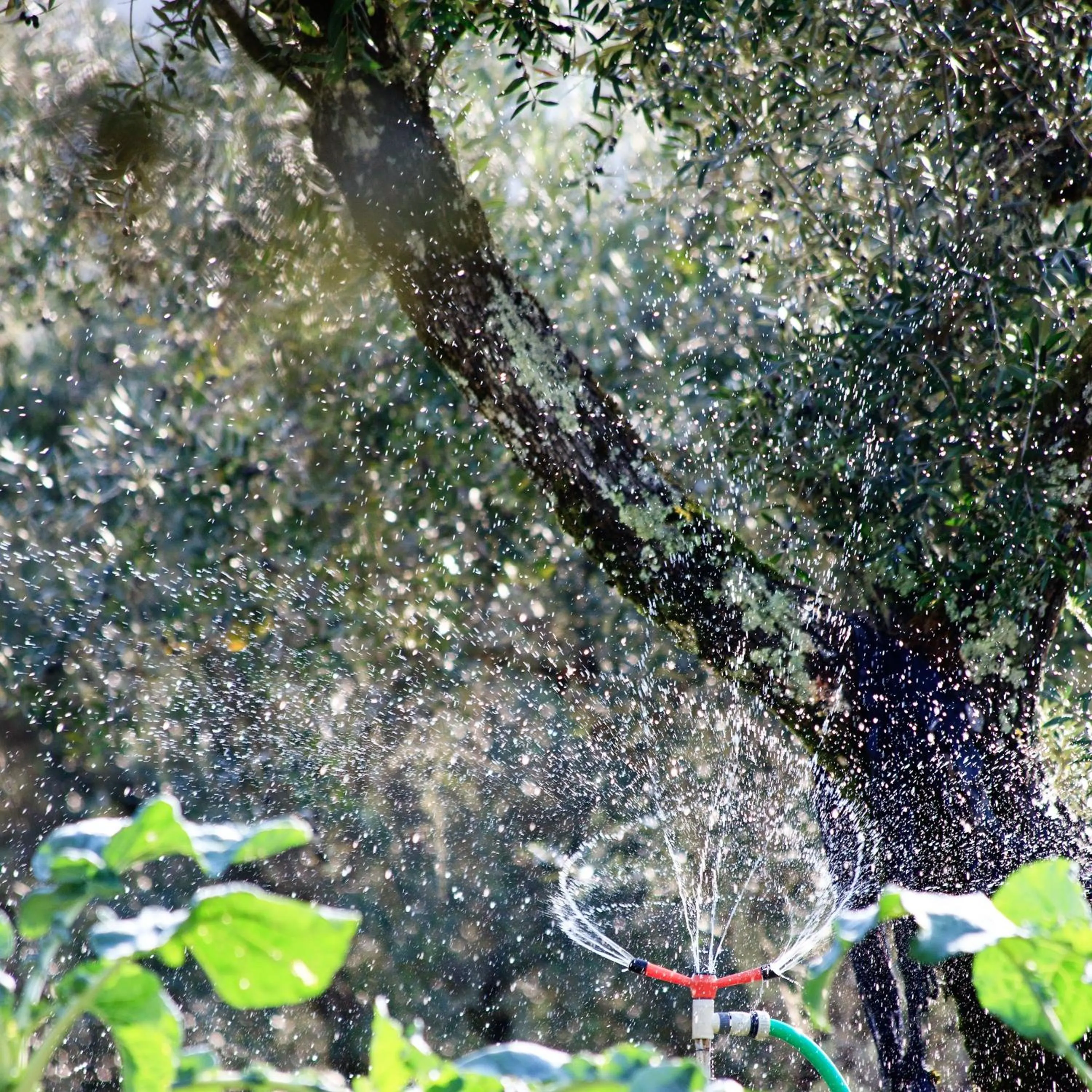 Garden in Quinta da Palmeira - Country House Retreat & Spa