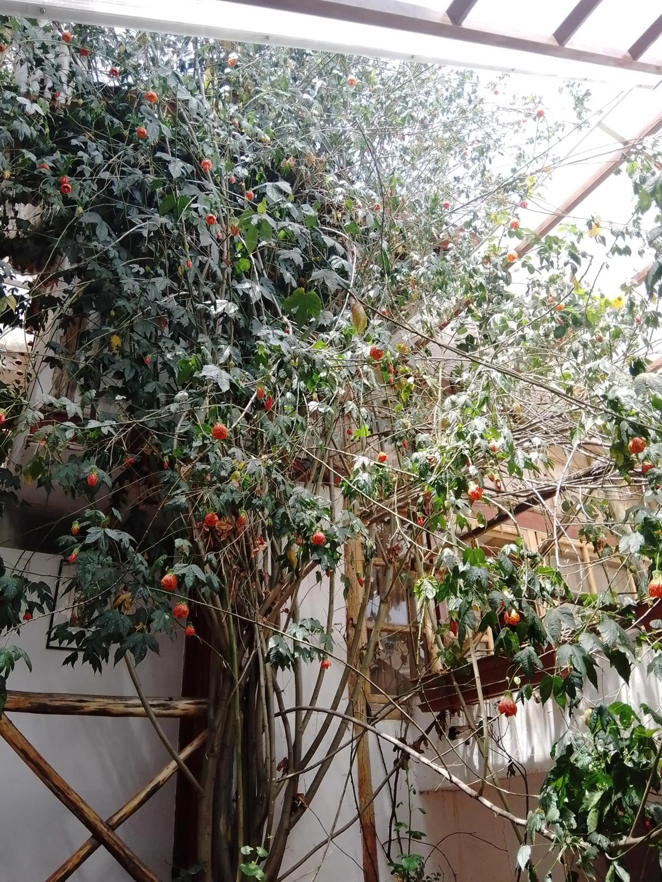 Casa De Mama Cusco - The Treehouse