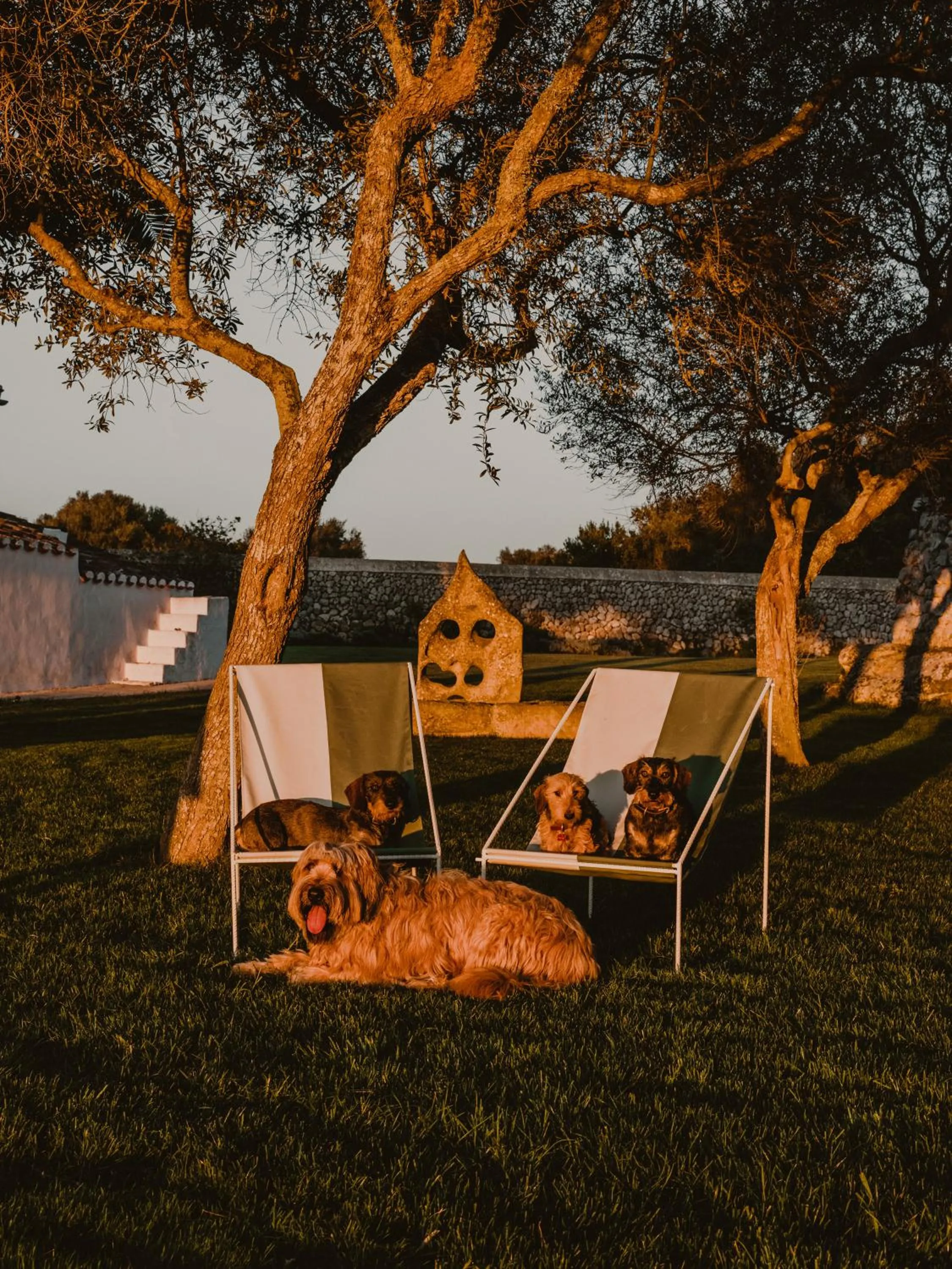 Pets in Amagatay Luxury Boutique Hotel - Adults Only