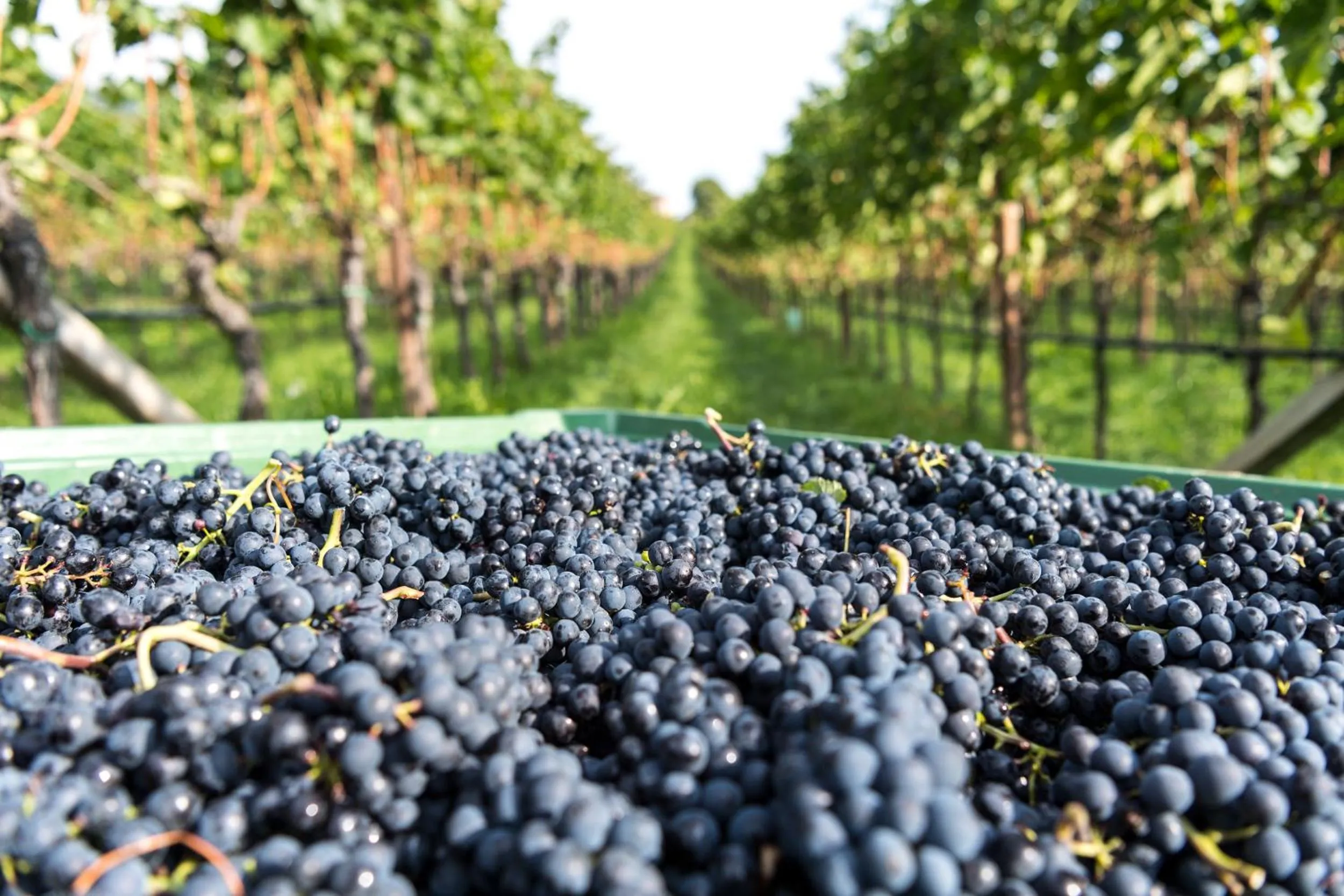 Other in Hotel Christof