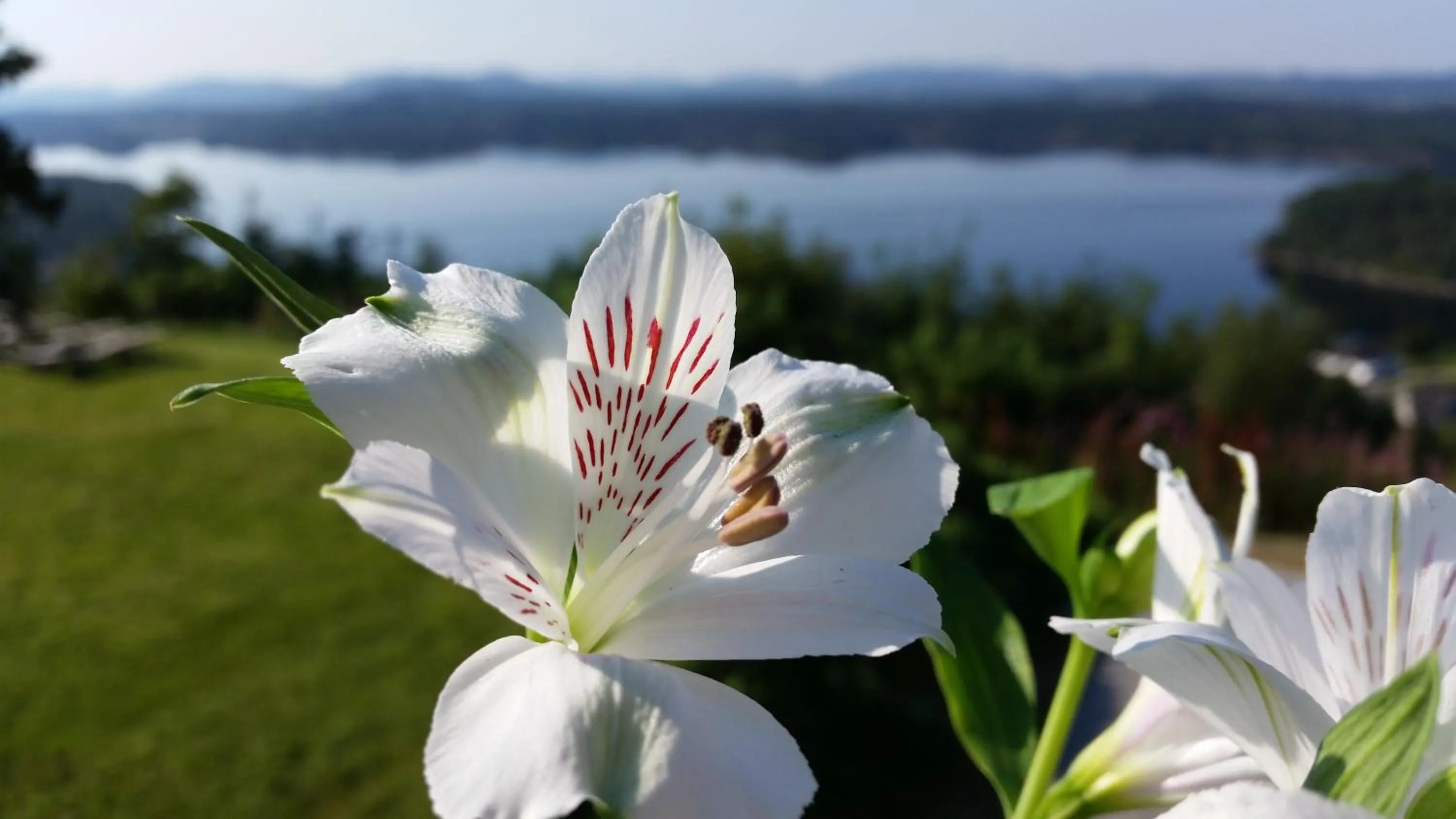 Sea view in Westland Hotel