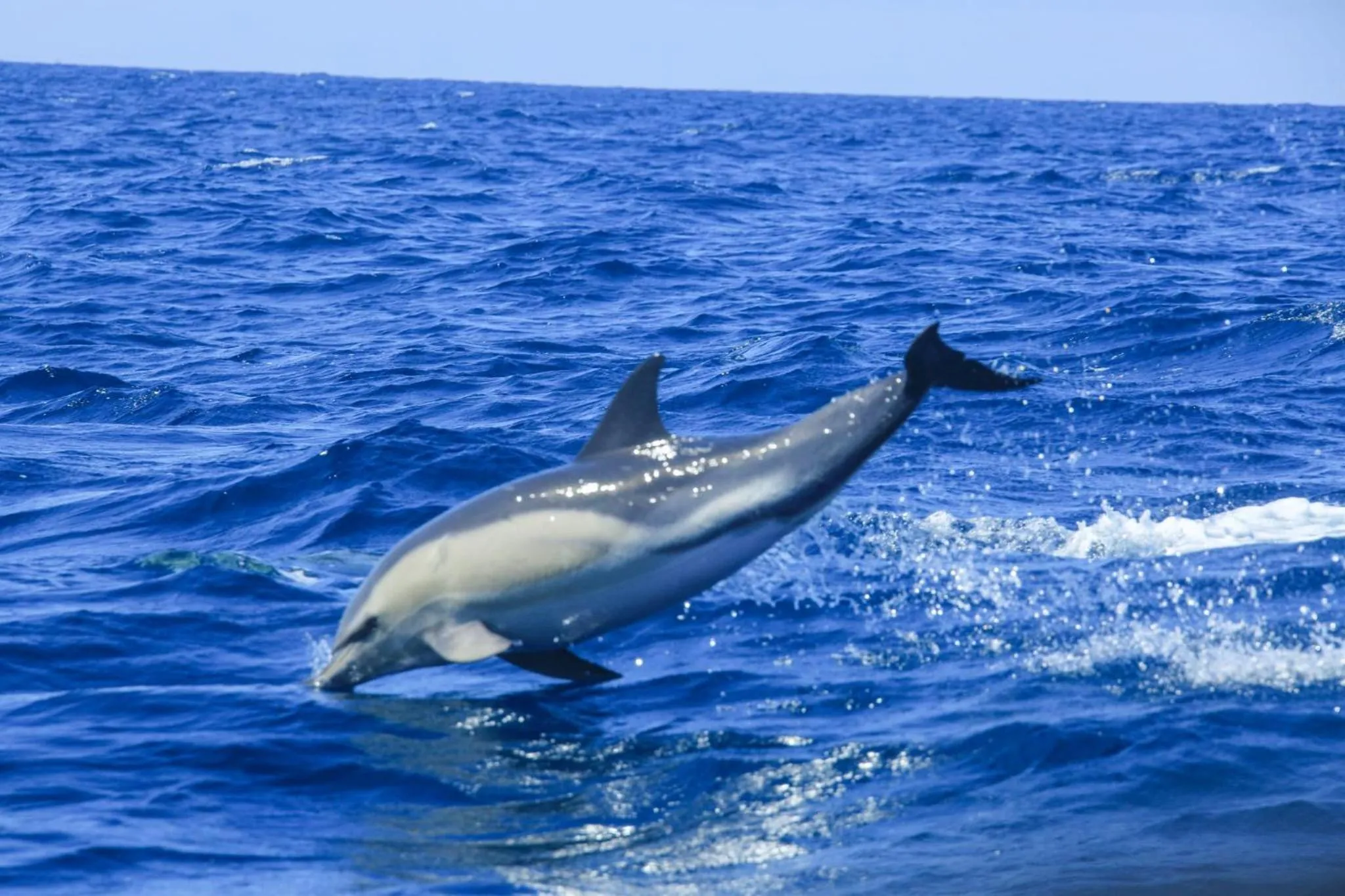 Sea view in Casa da Ribeira