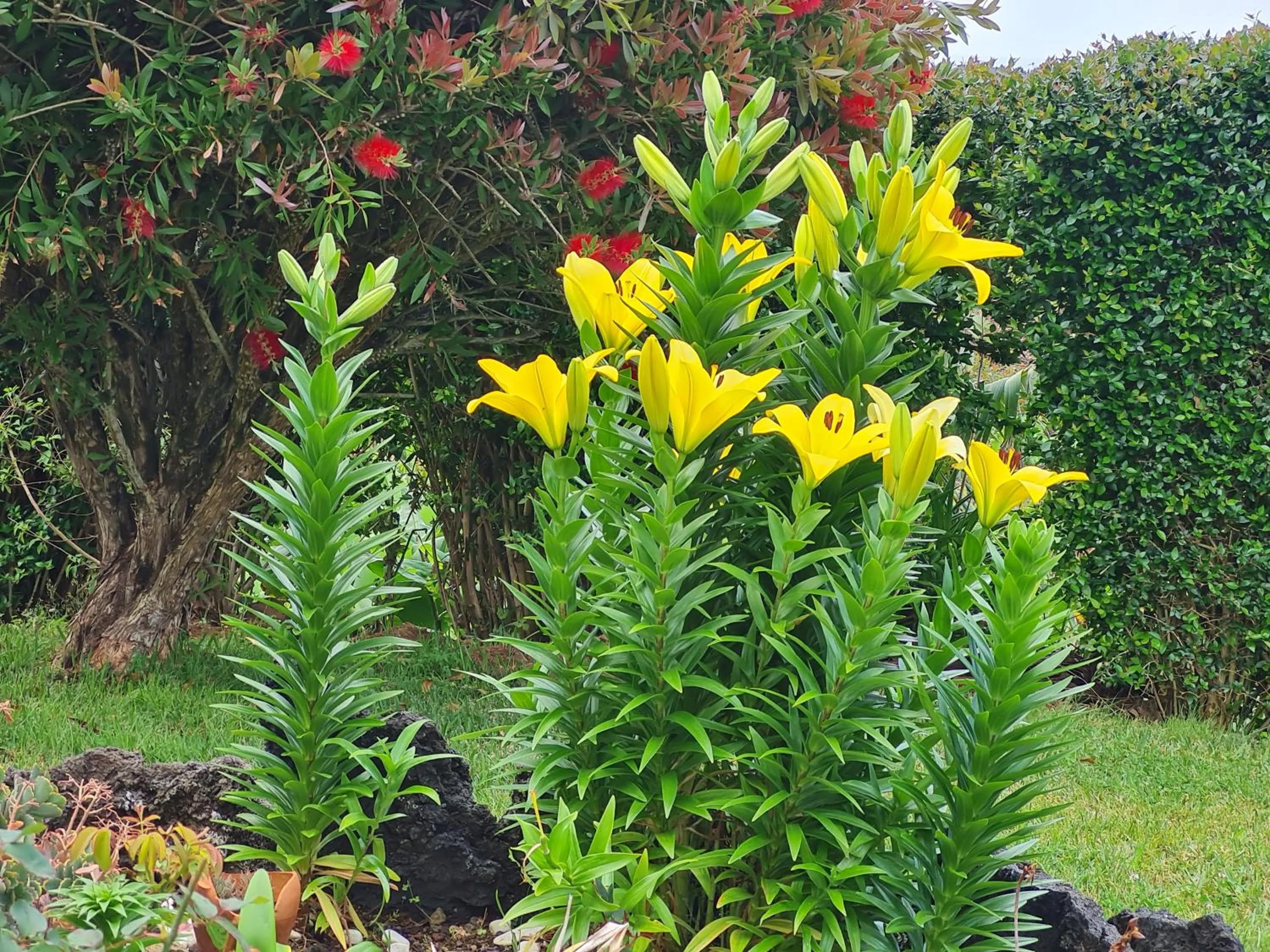 Garden in Casa da Ribeira