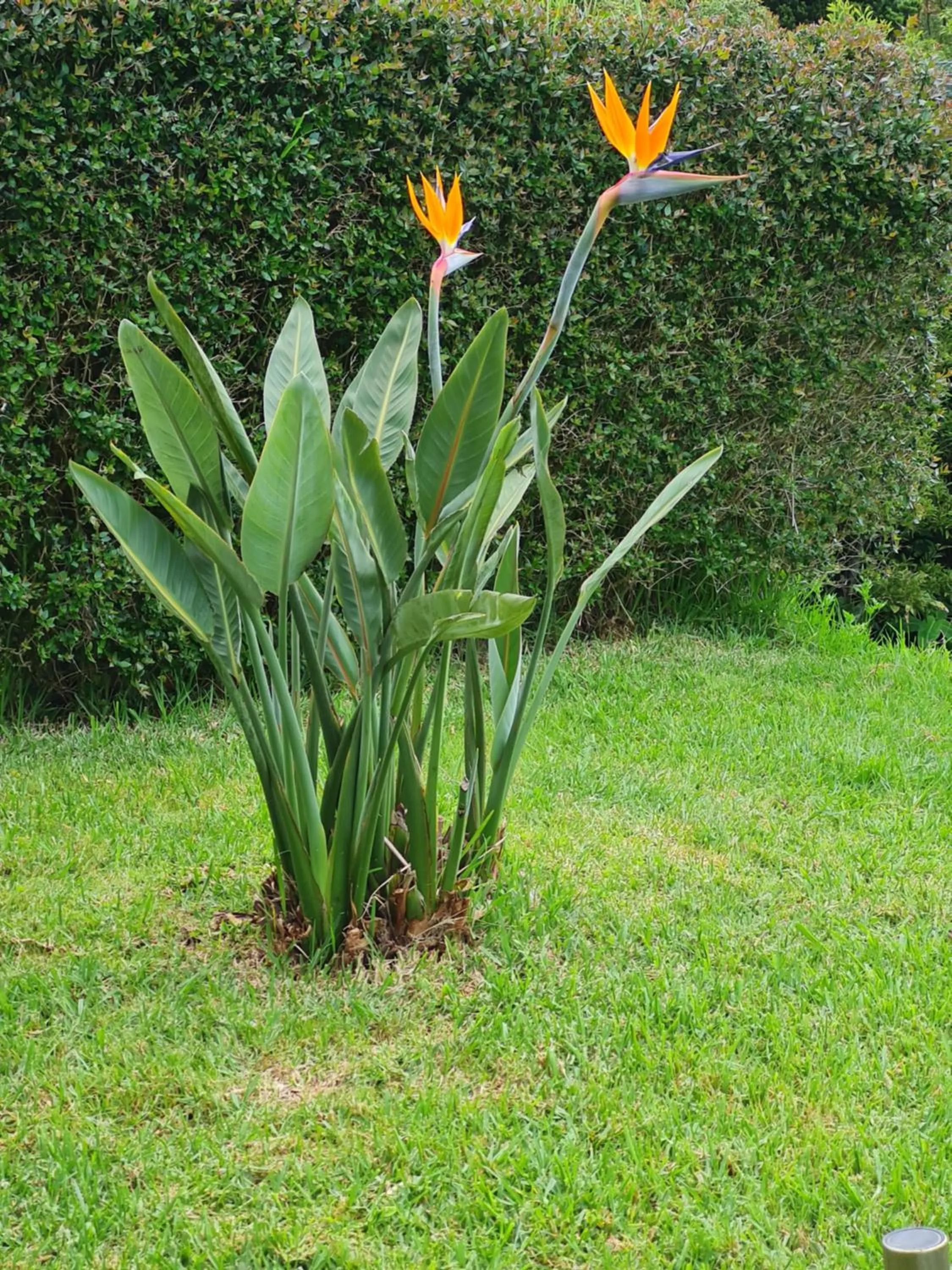 Garden in Casa da Ribeira