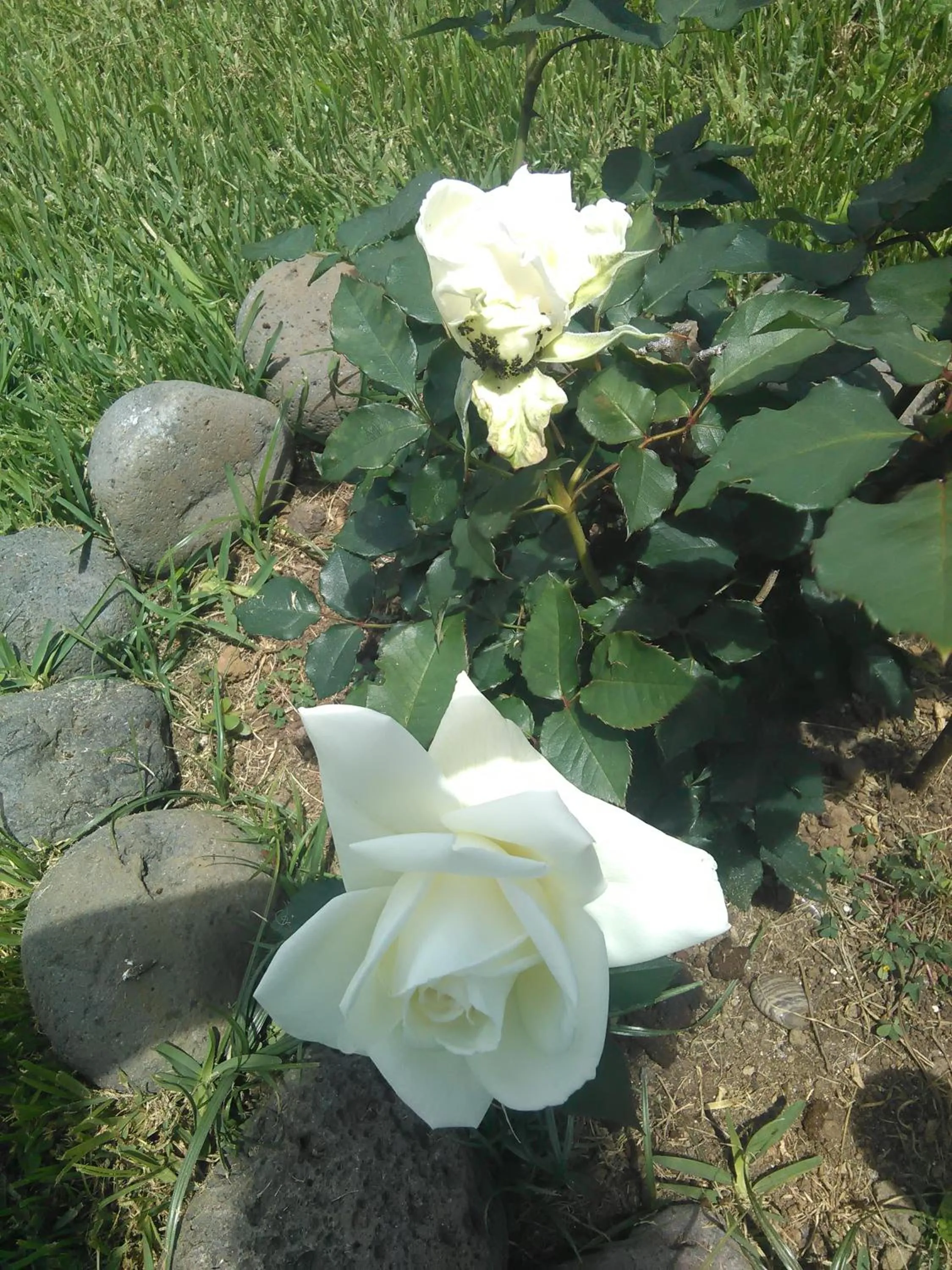 Garden in Casa da Ribeira