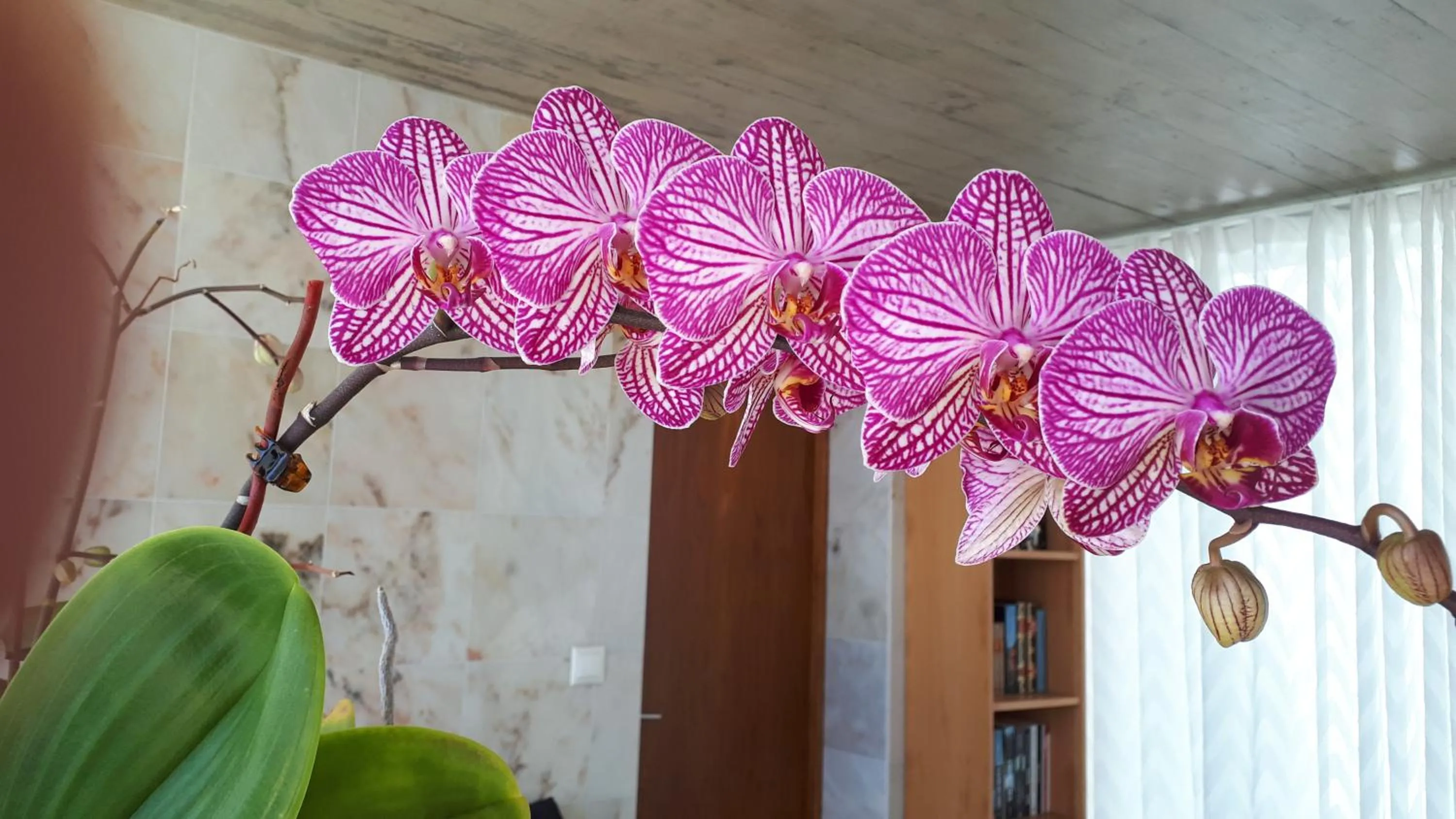 Decorative detail in Casa da Ribeira