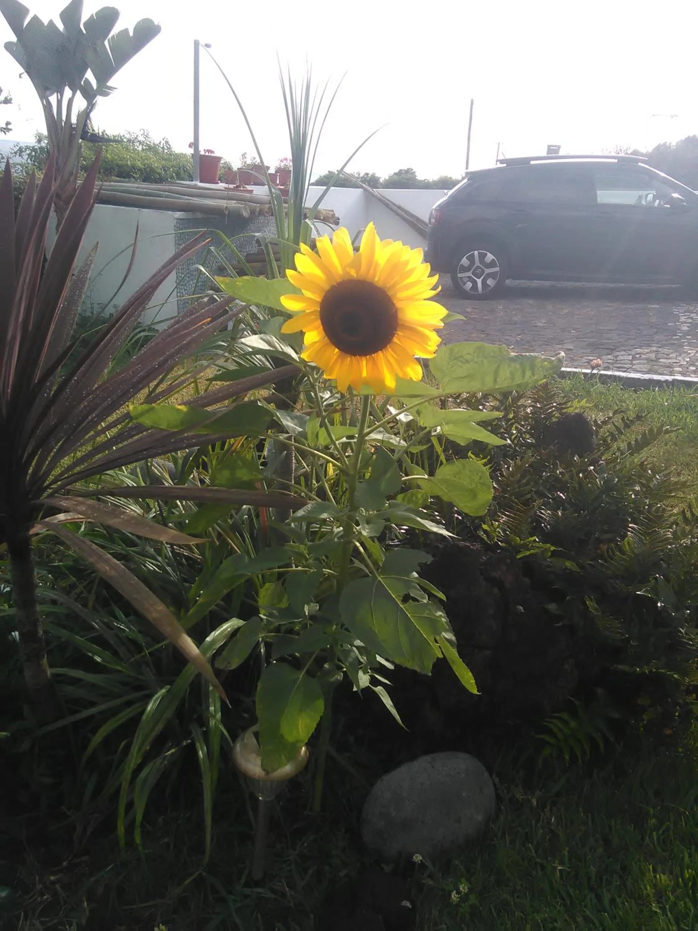 Garden in Casa da Ribeira