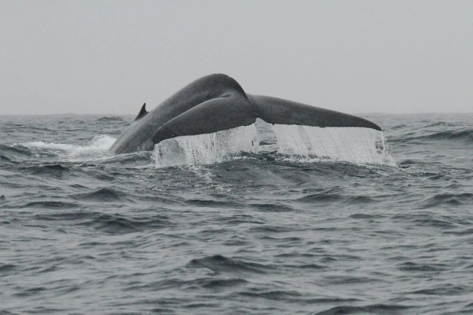 Sea view in Casa da Ribeira