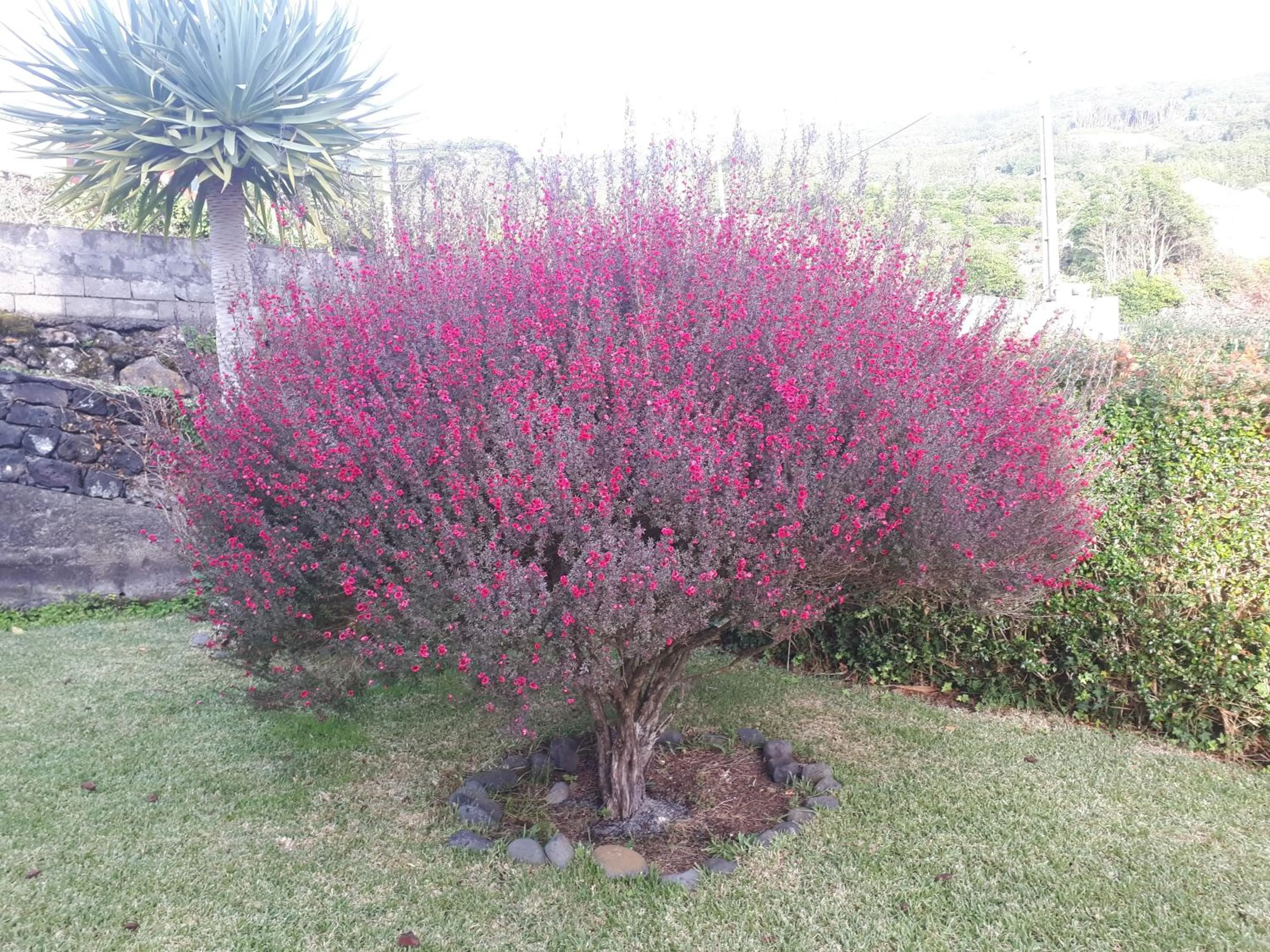 Garden in Casa da Ribeira