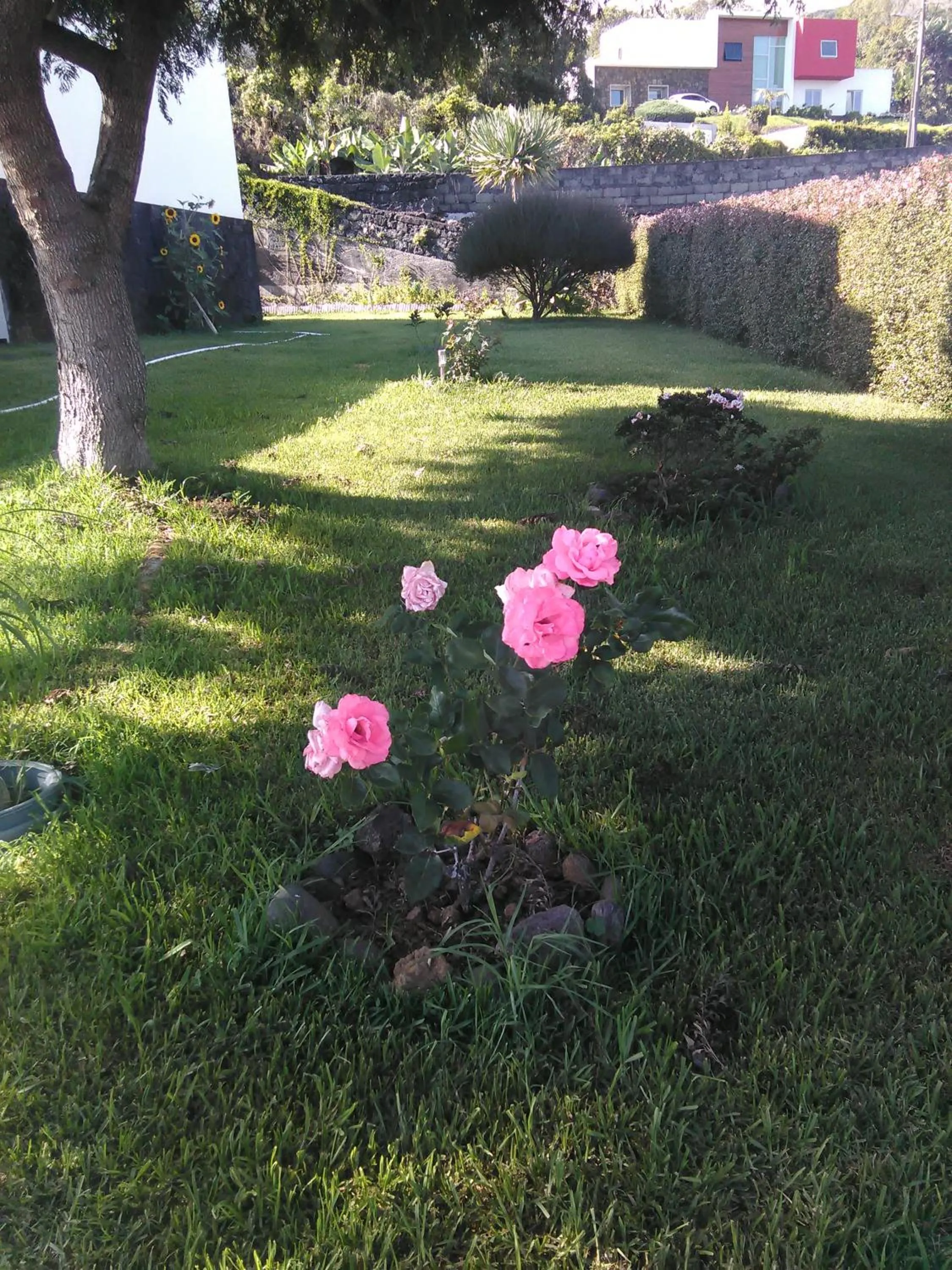 Garden in Casa da Ribeira