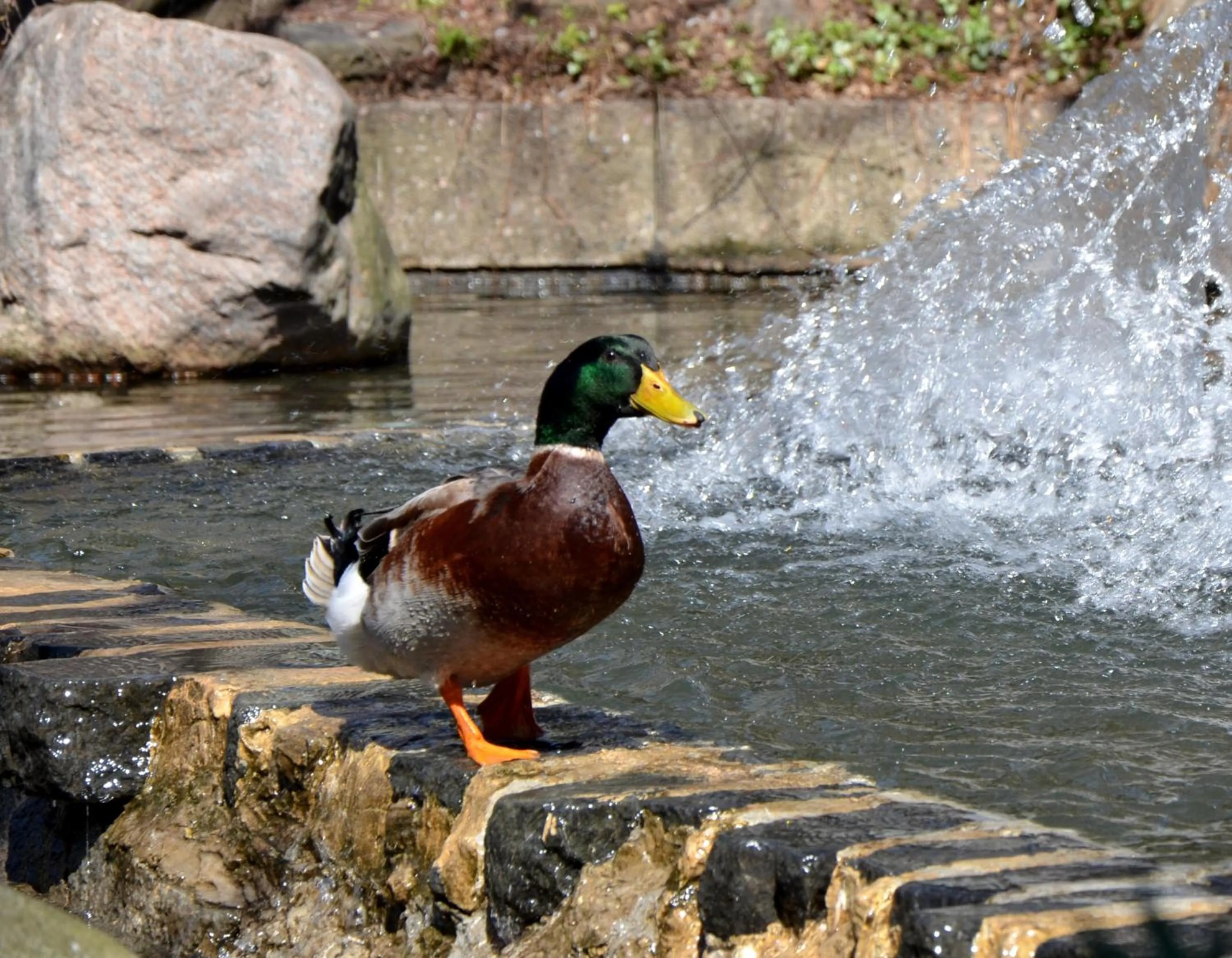 Garden in Hotel Bonaventure Montreal