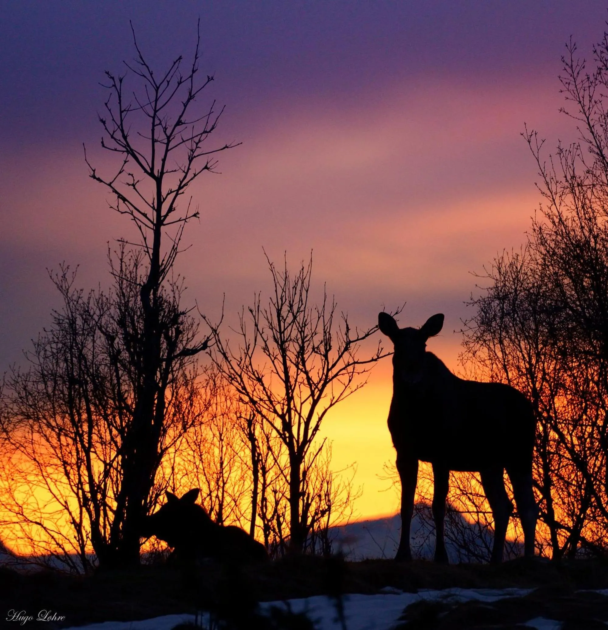 Animals in Senja Fjordhotell and Apartments