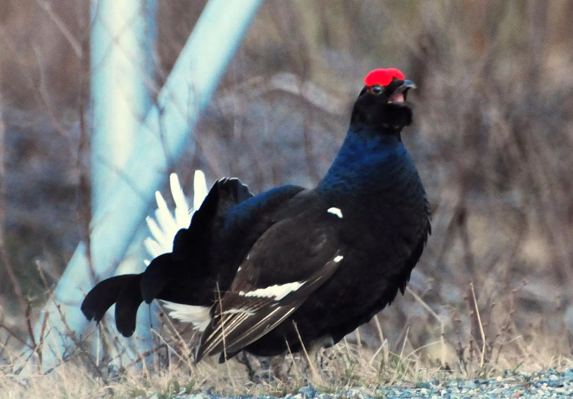 Animals in Senja Fjordhotell and Apartments
