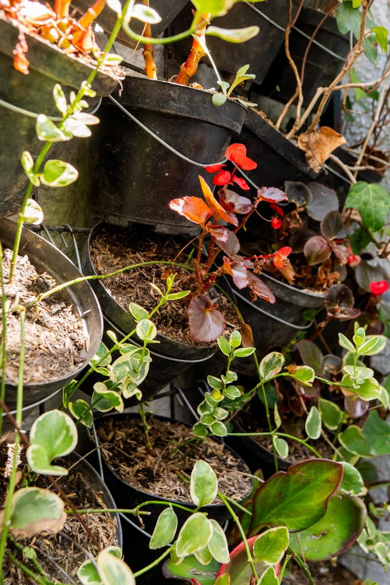 Garden in Hotel Piedras De Maní