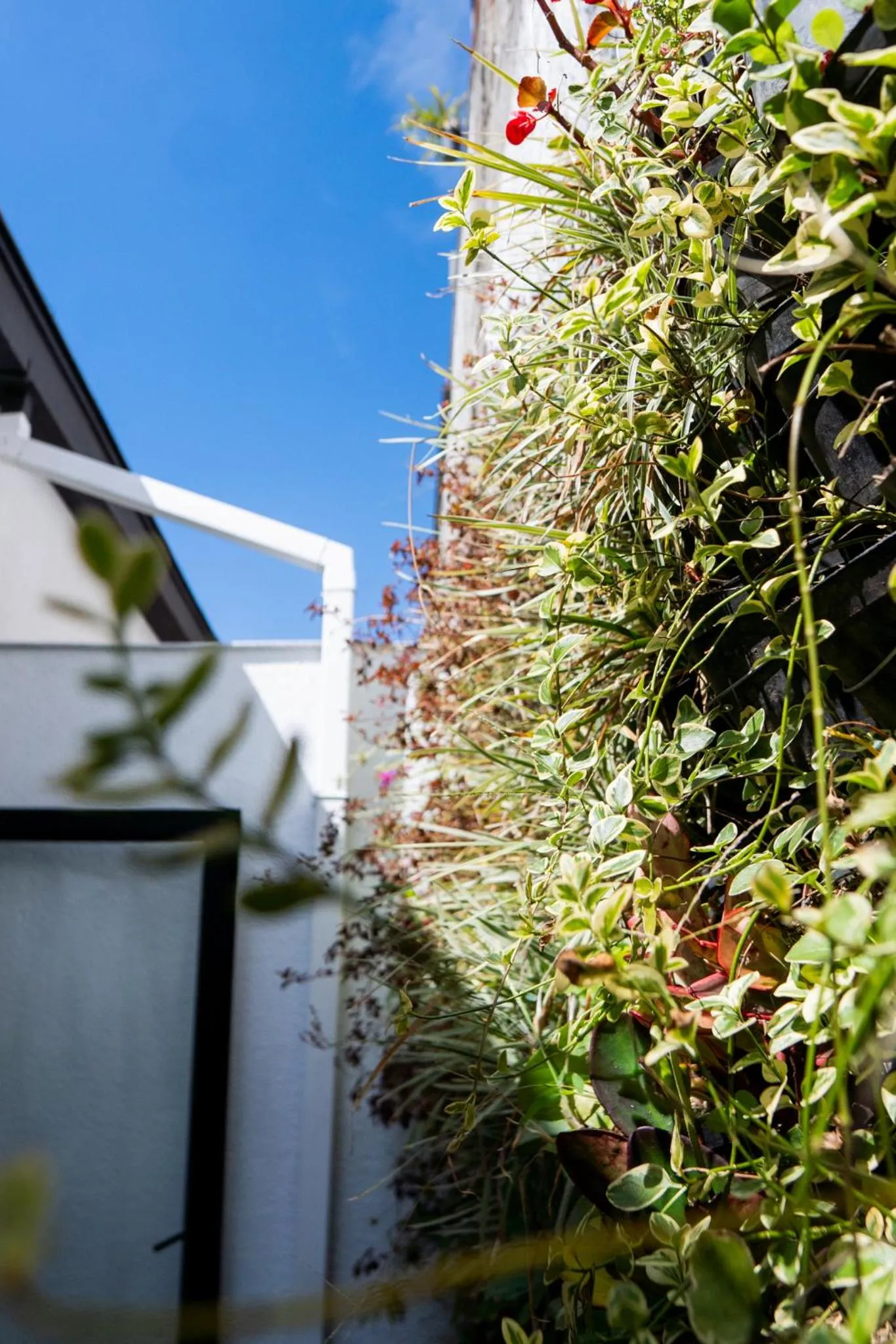Garden in Hotel Piedras De Maní