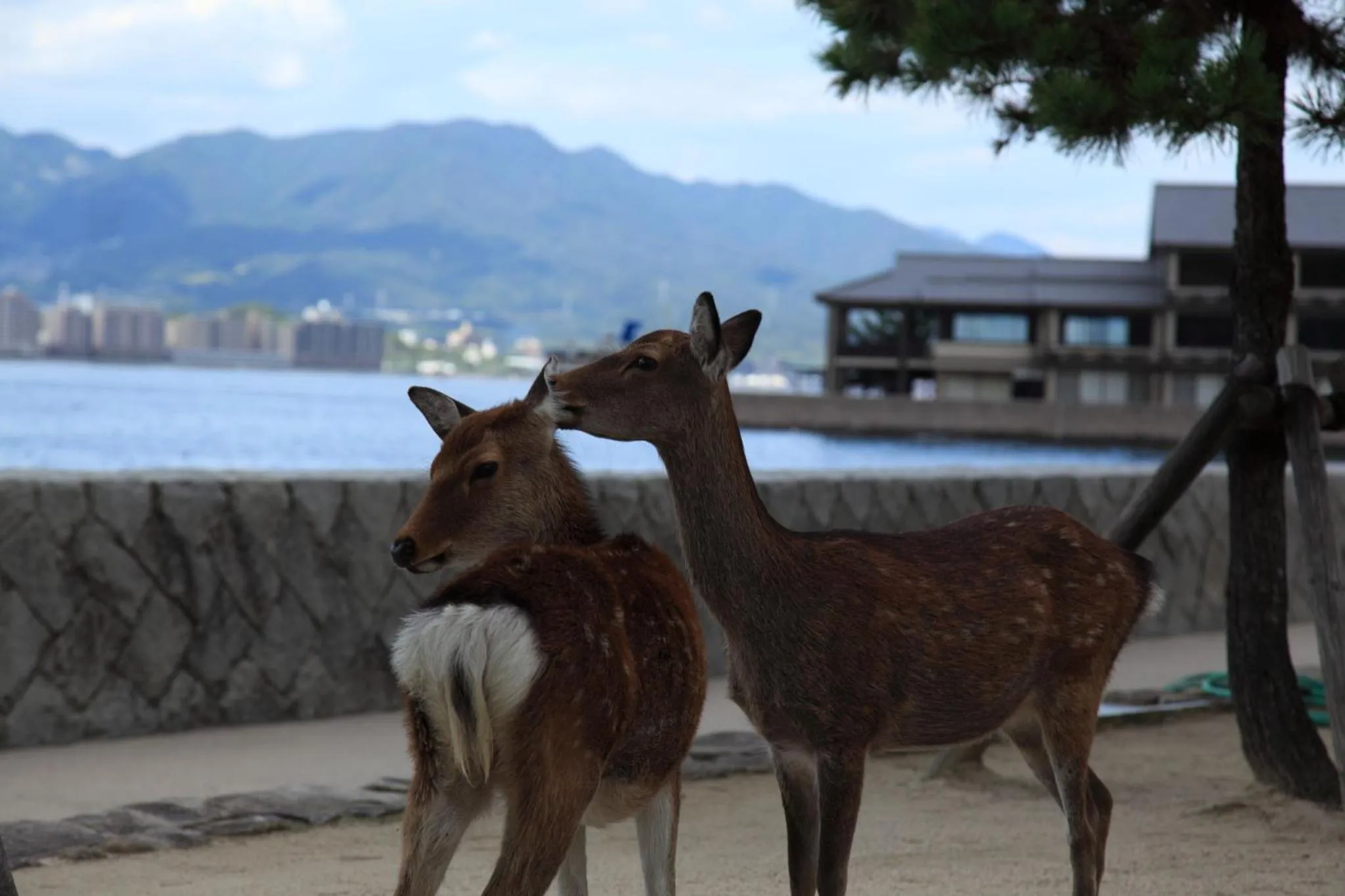 Off site in Global Resort ONO de LUNE