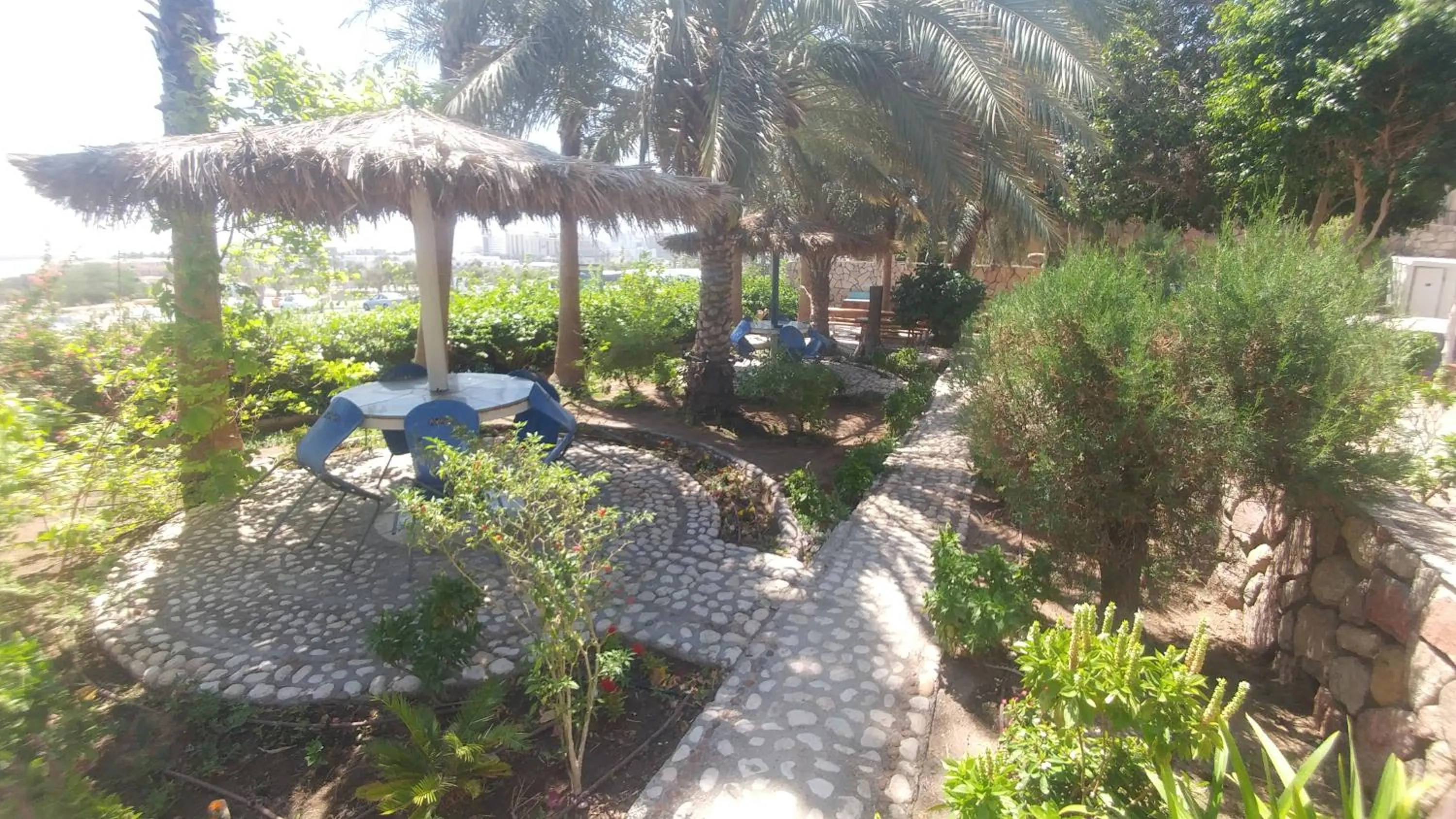 Garden in Arava Hostel