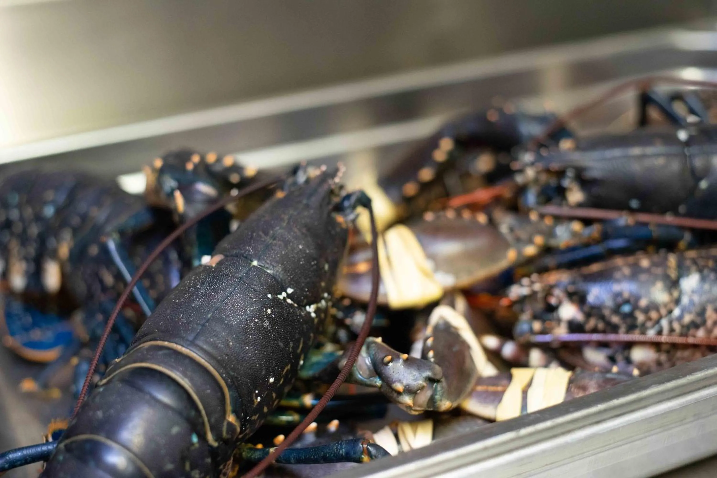 Kitchen or kitchenette in Auberge Bretonne