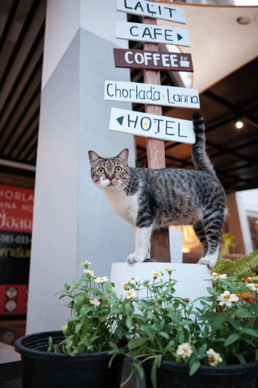Facade/entrance in CHORLADA LANNA HOTEL