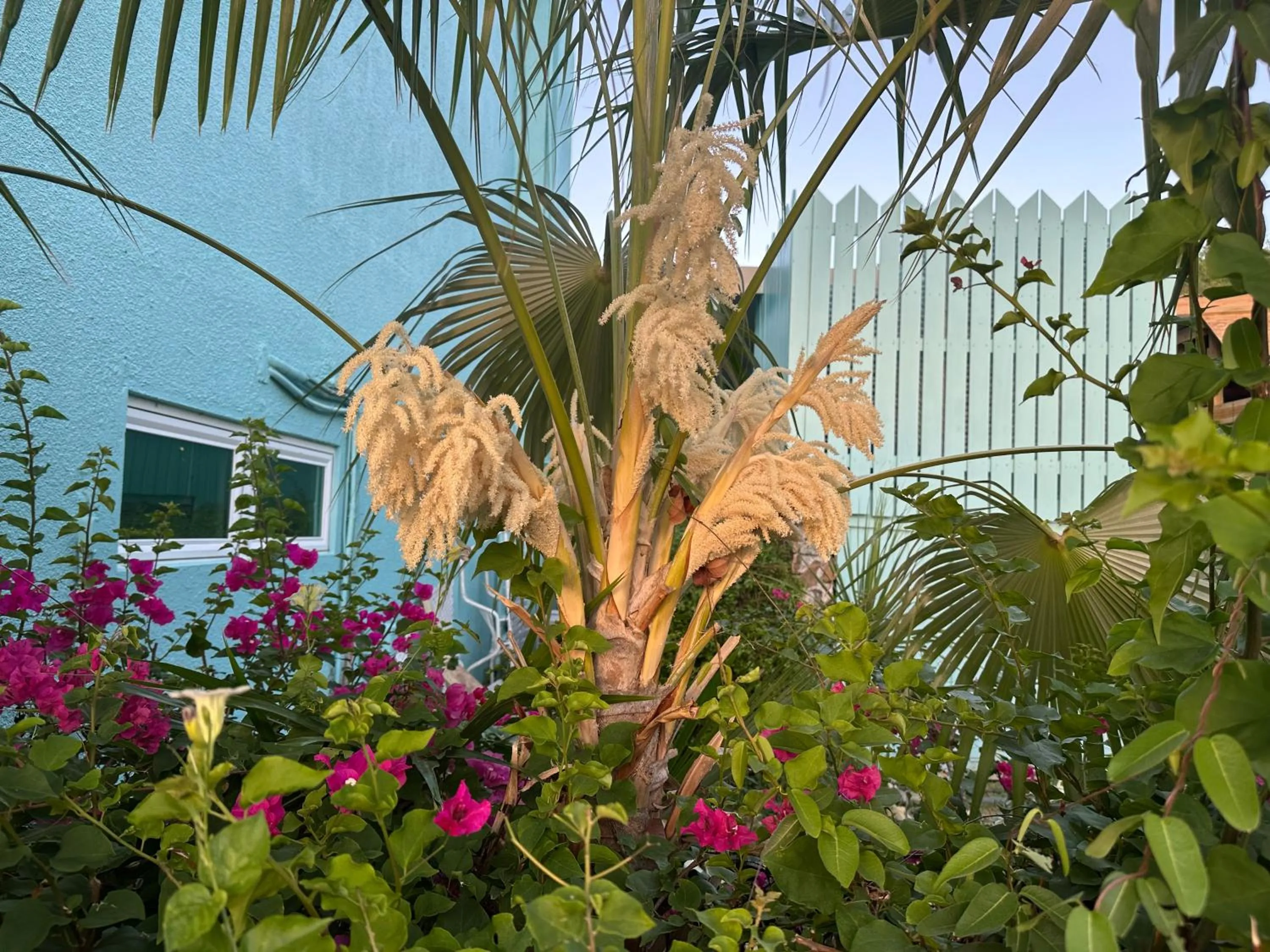 Garden in Secret Harbour Beach Resort