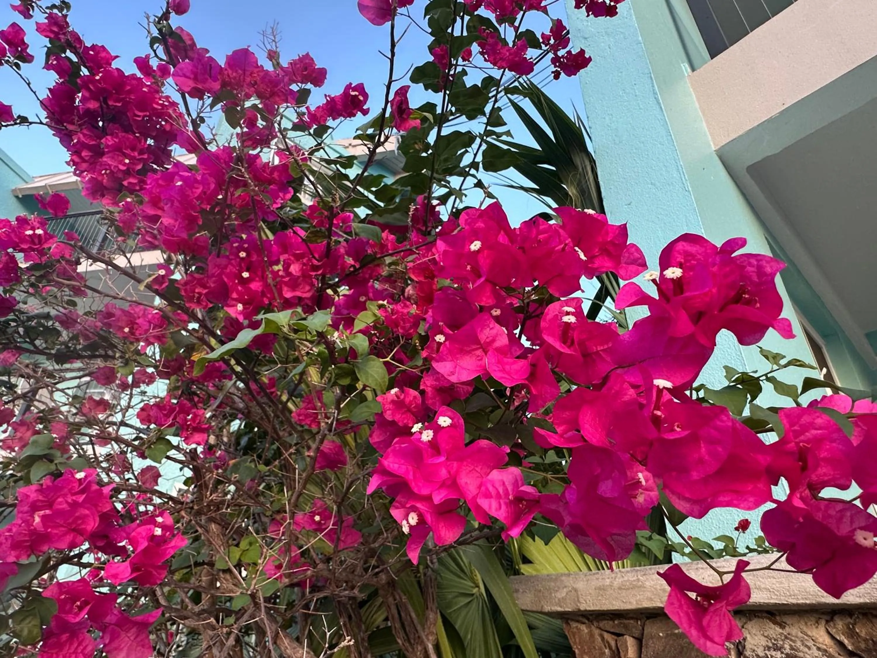 Garden in Secret Harbour Beach Resort