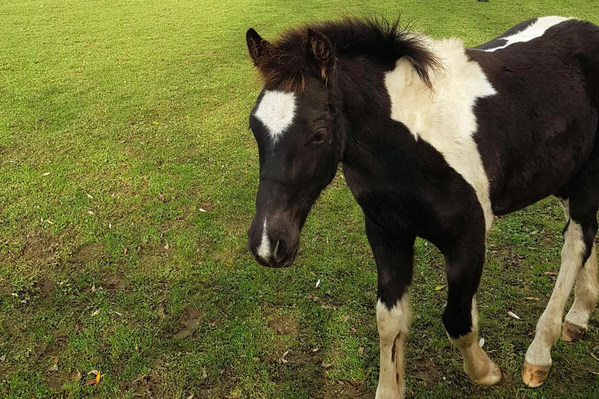 Animals in Les Pérelles
