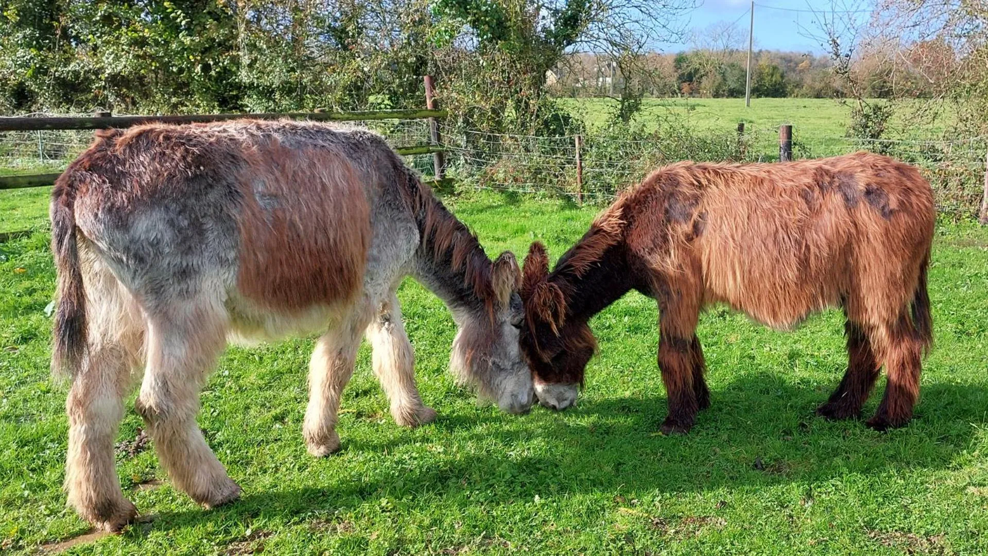Pets in Les Pérelles