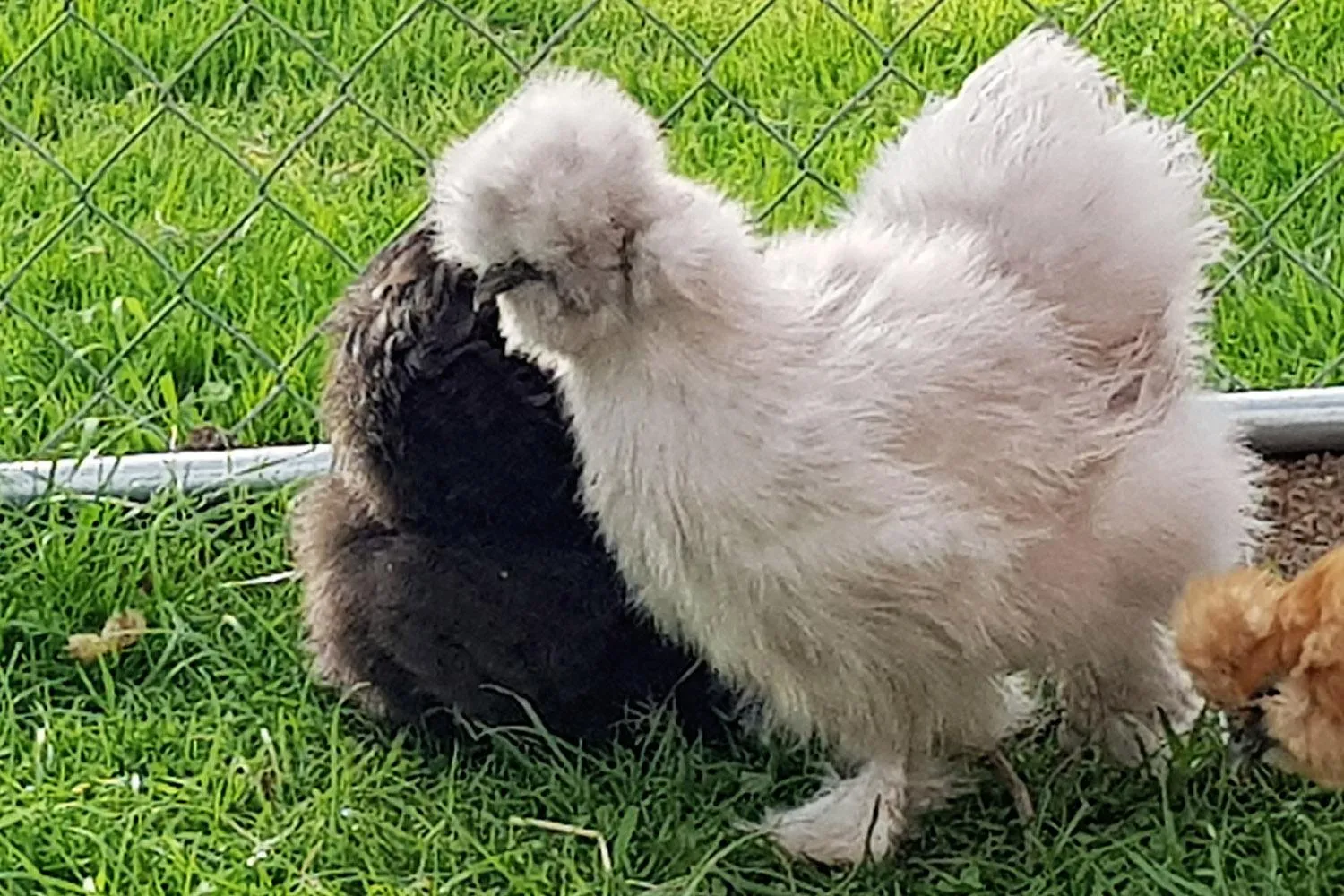 Animals in Les Pérelles