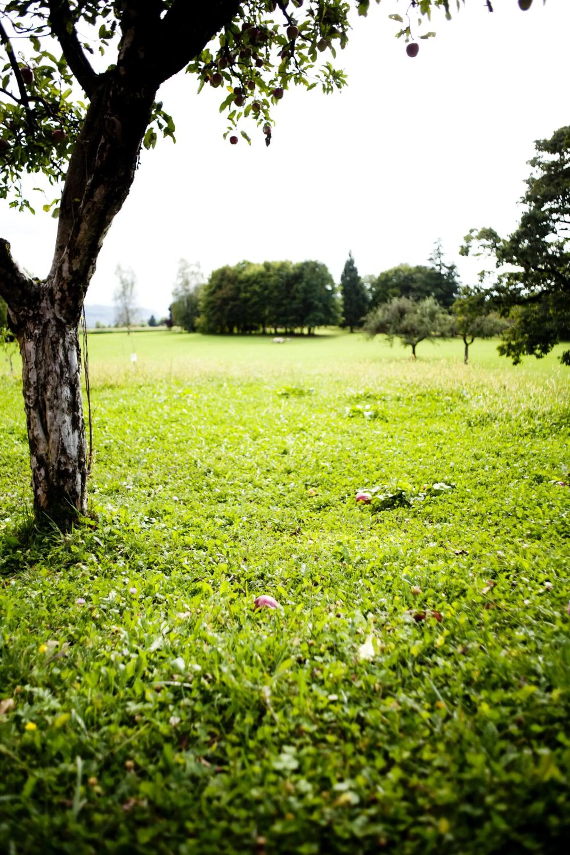 Garden view in B&B Al Sole Di Cavessago
