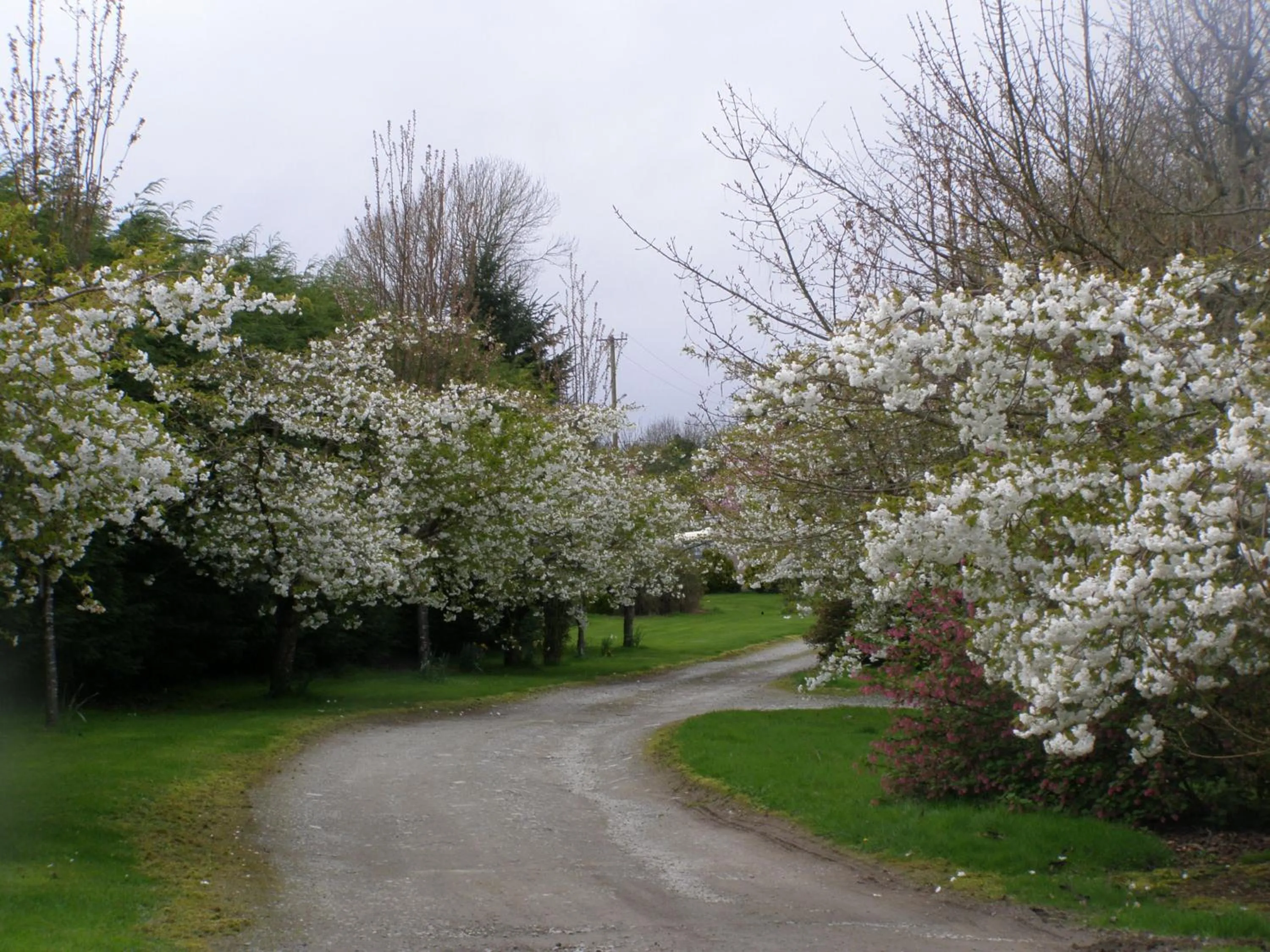 Garden in Killurin Lodge