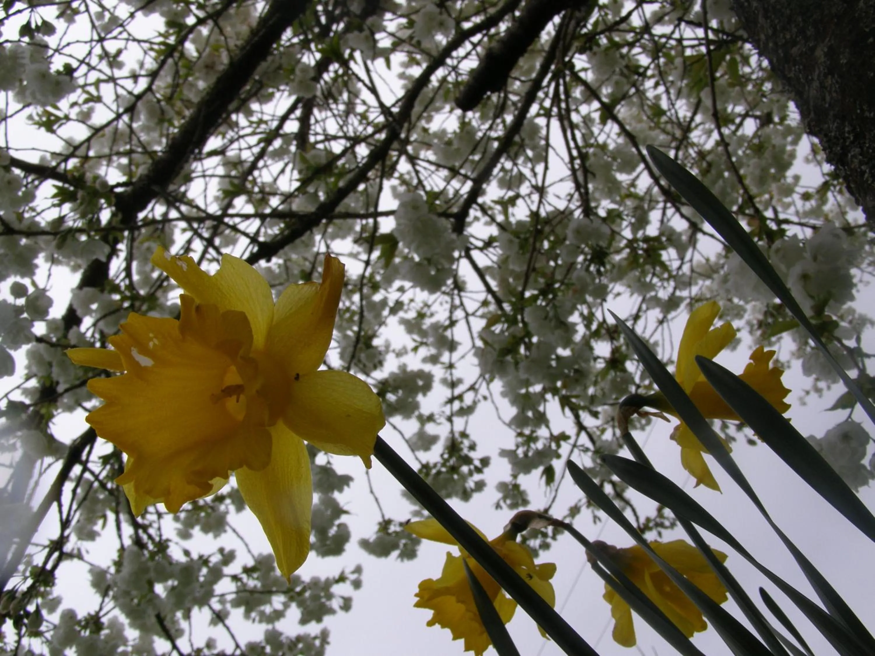 Garden in Killurin Lodge