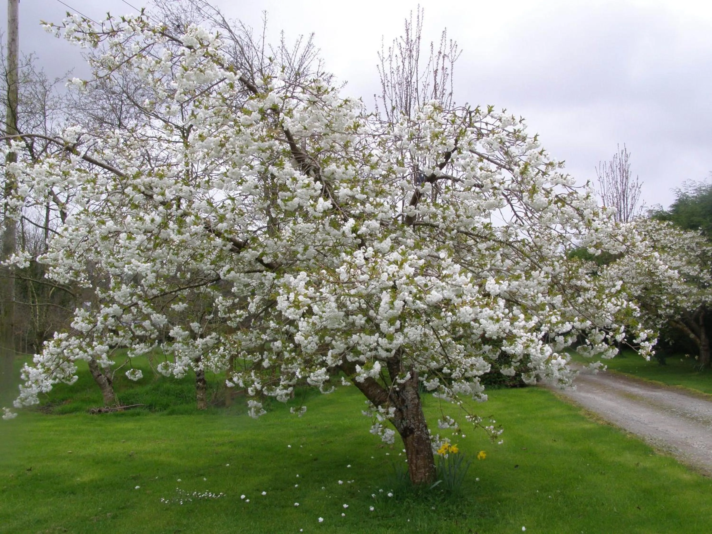 Spring in Killurin Lodge