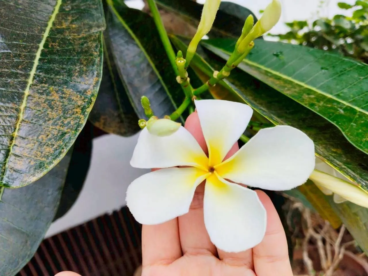 Garden in Sasitara Residence