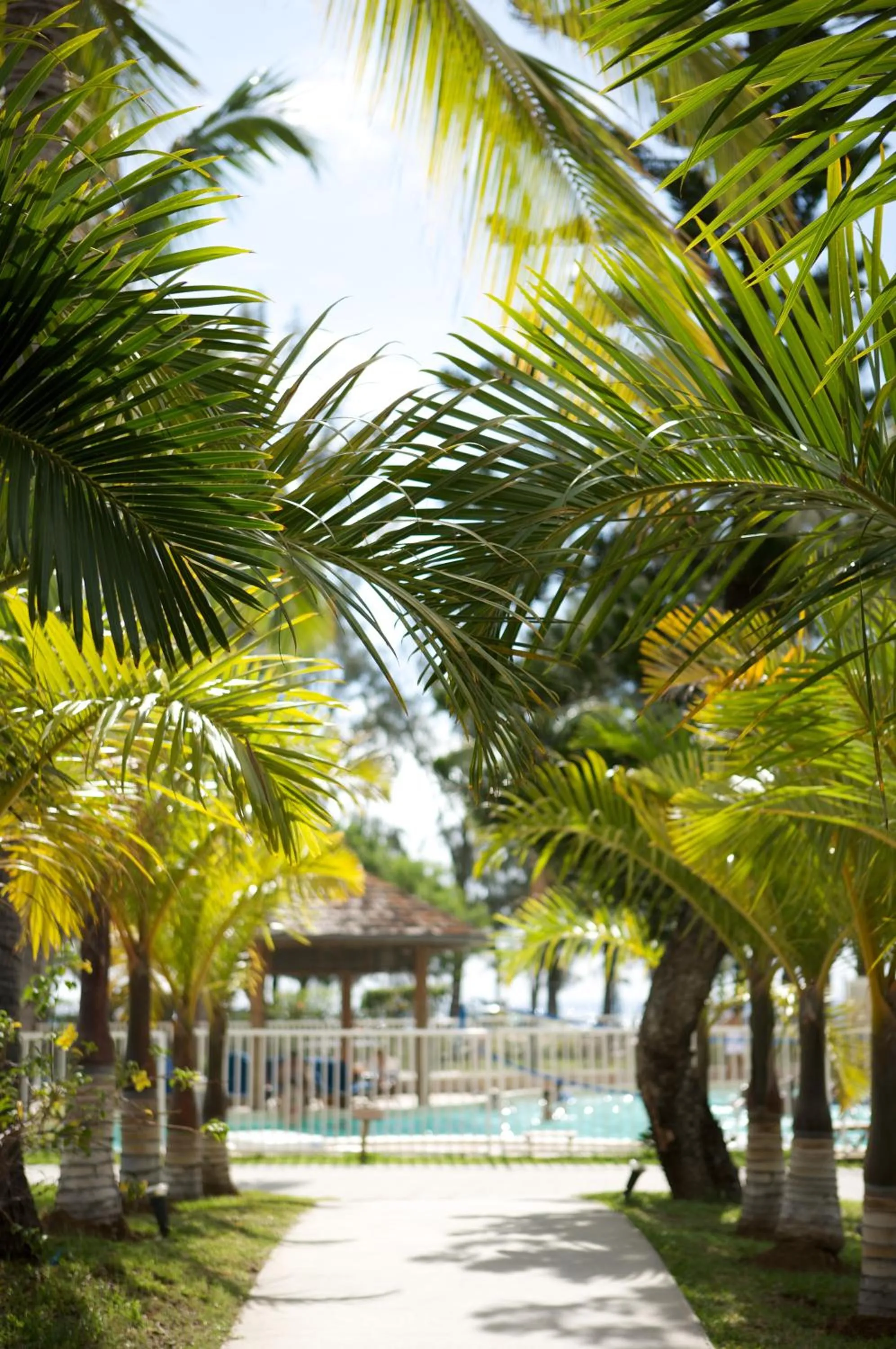 Garden in Hotel Le Recif, Ile de la Reunion