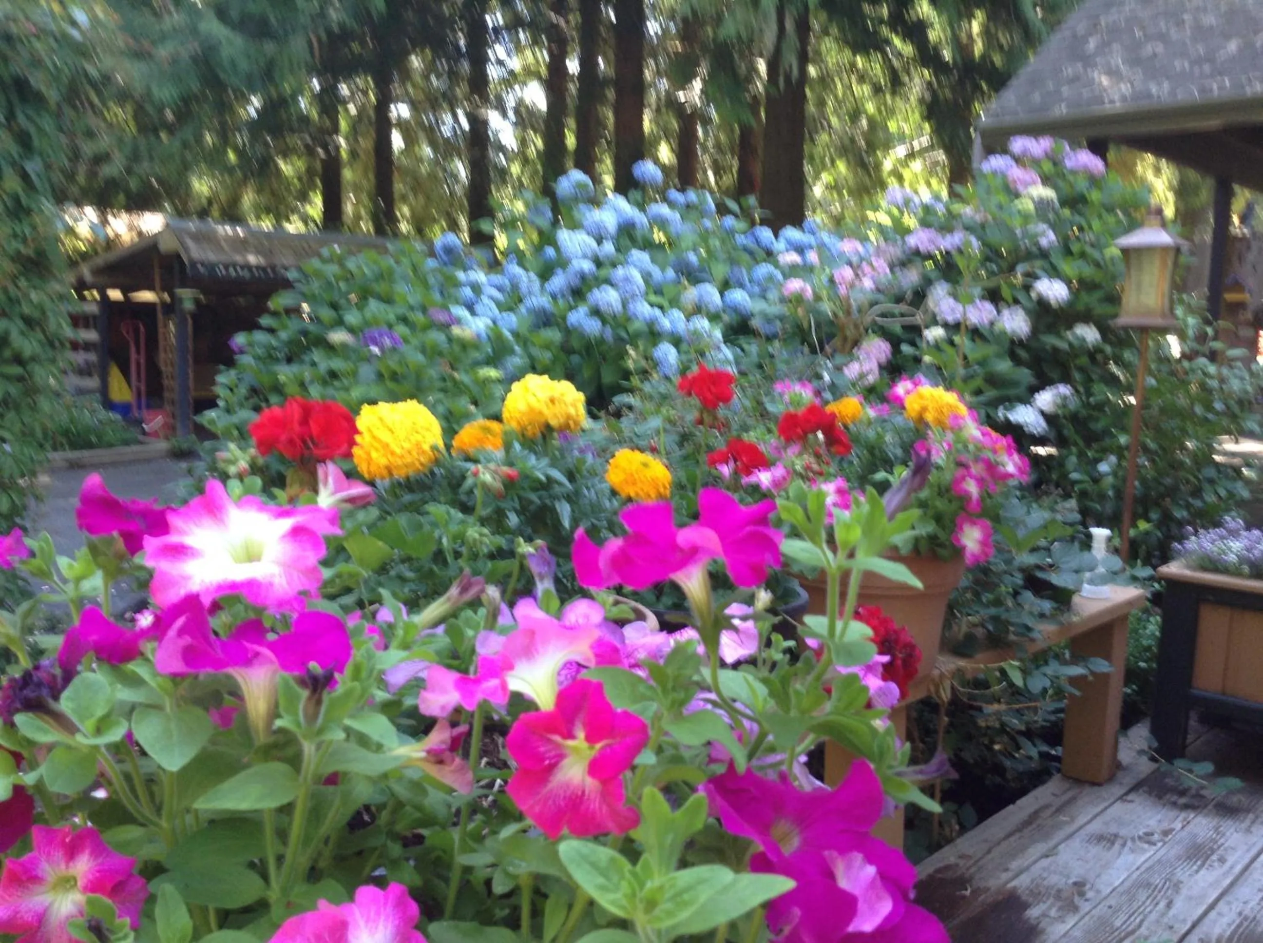 Garden view in Tea Cozy Bed & Breakfast