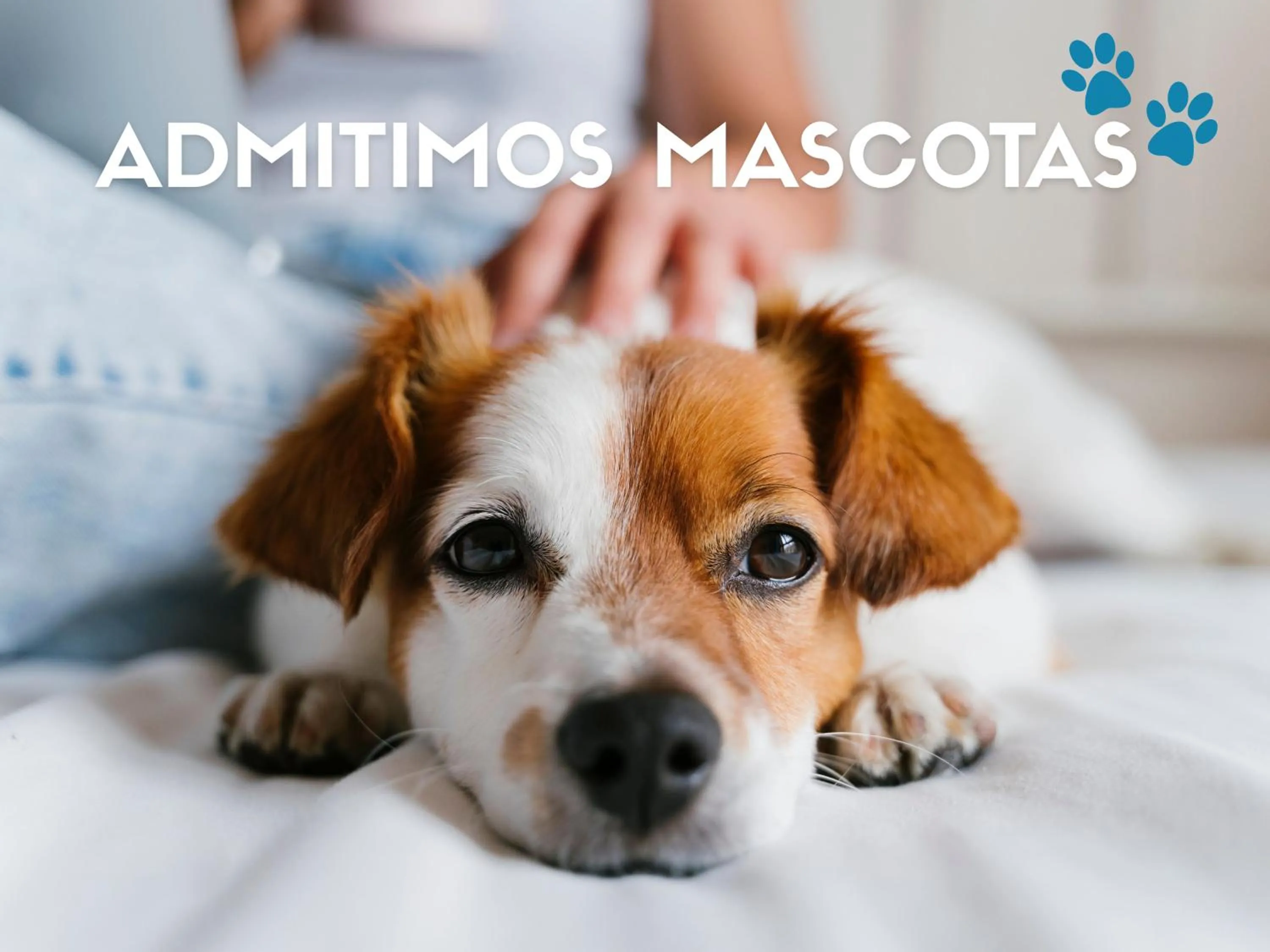 Pets in Apartamentos Neptuno 3000