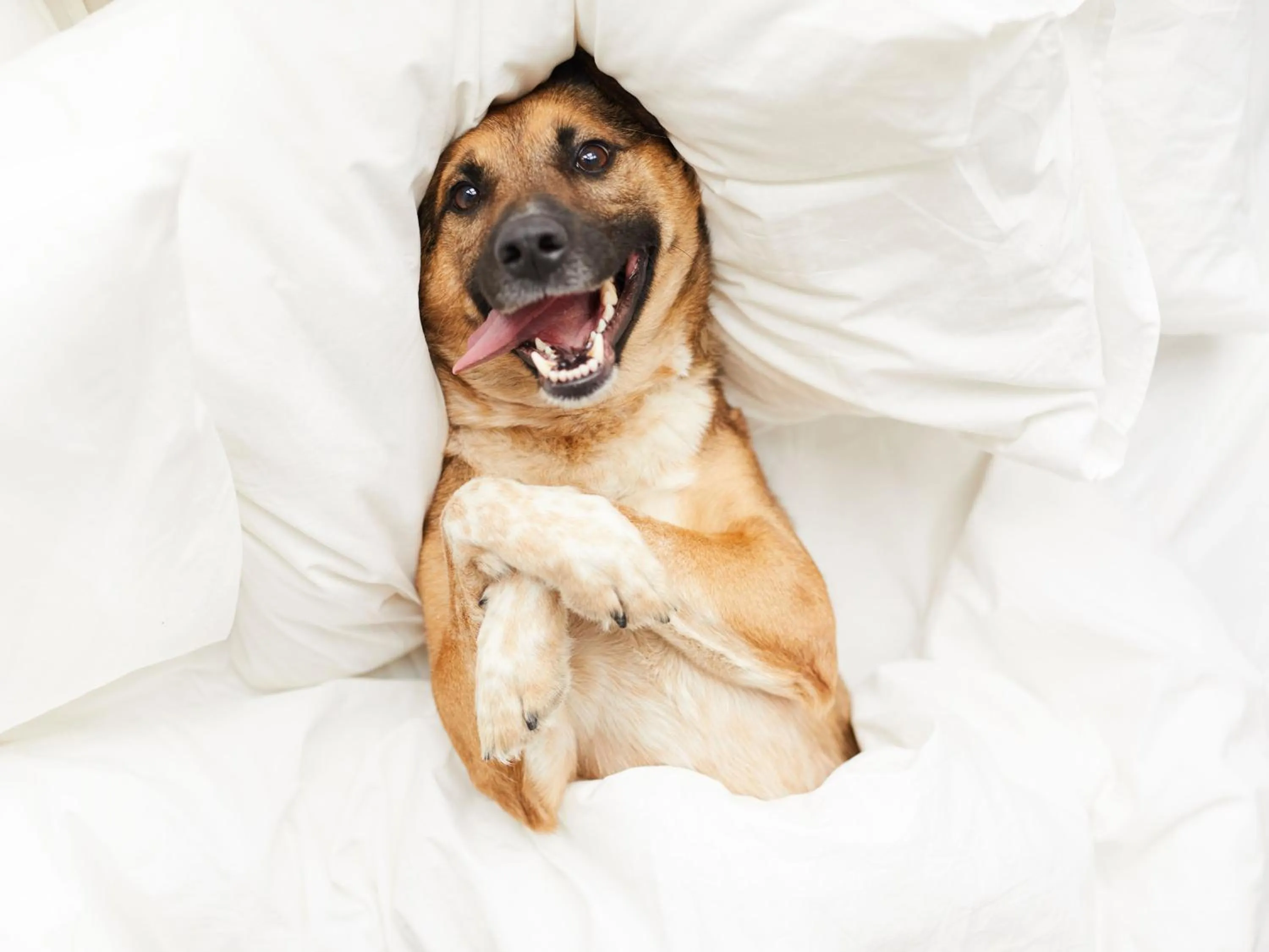 Pets in Apartamentos Neptuno 3000