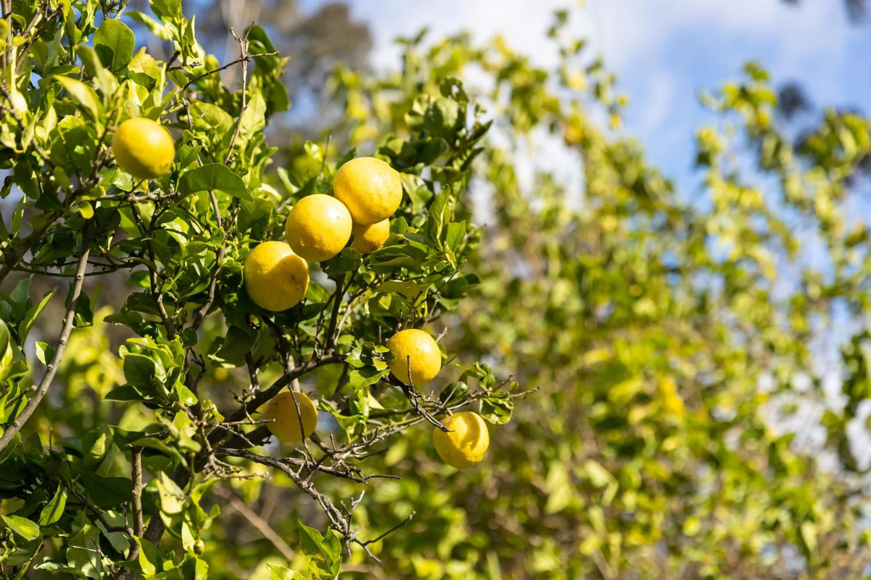 Garden in The Grange On Hermitage