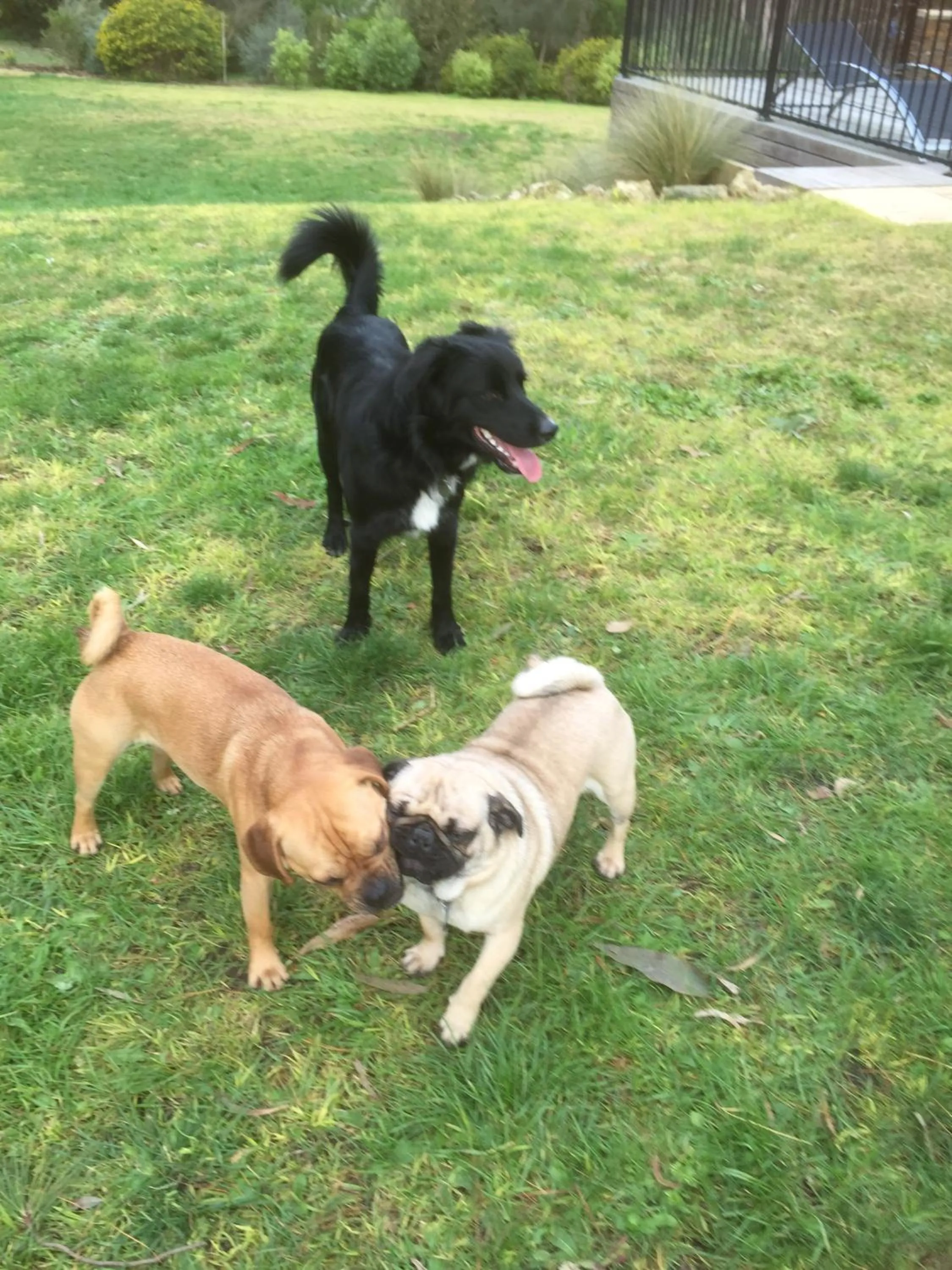 Pets in Woodmans Hill Motel