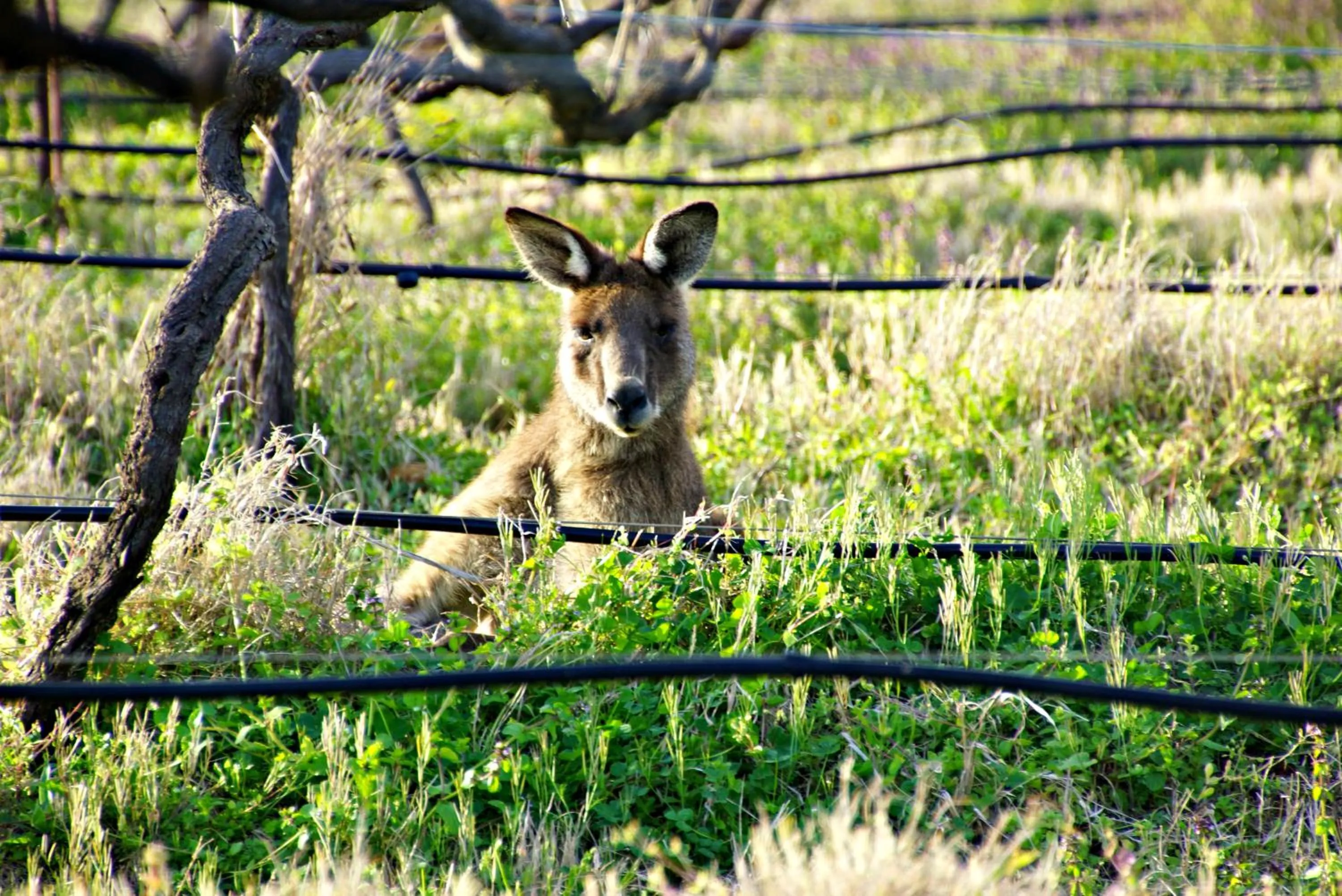 Animals in Manzanilla Ridge