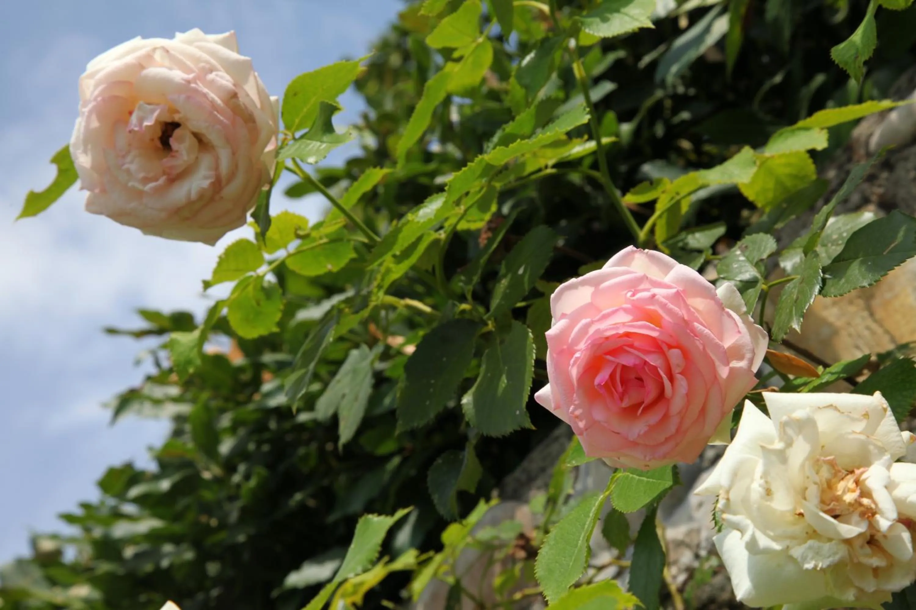 Decorative detail in Rovezzano B&B