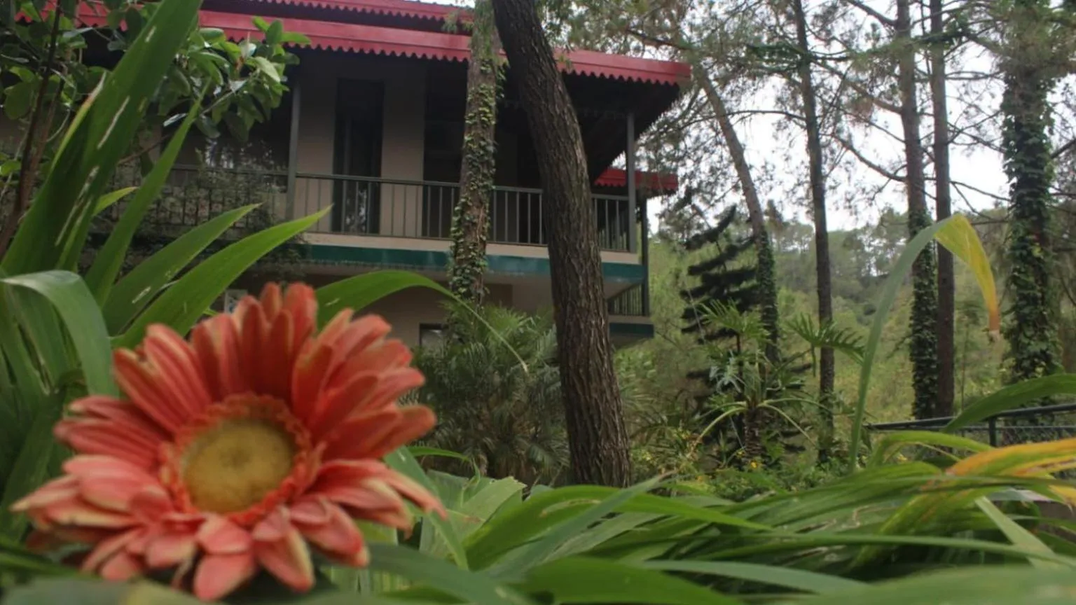 Property building in 7 Pines Kasauli